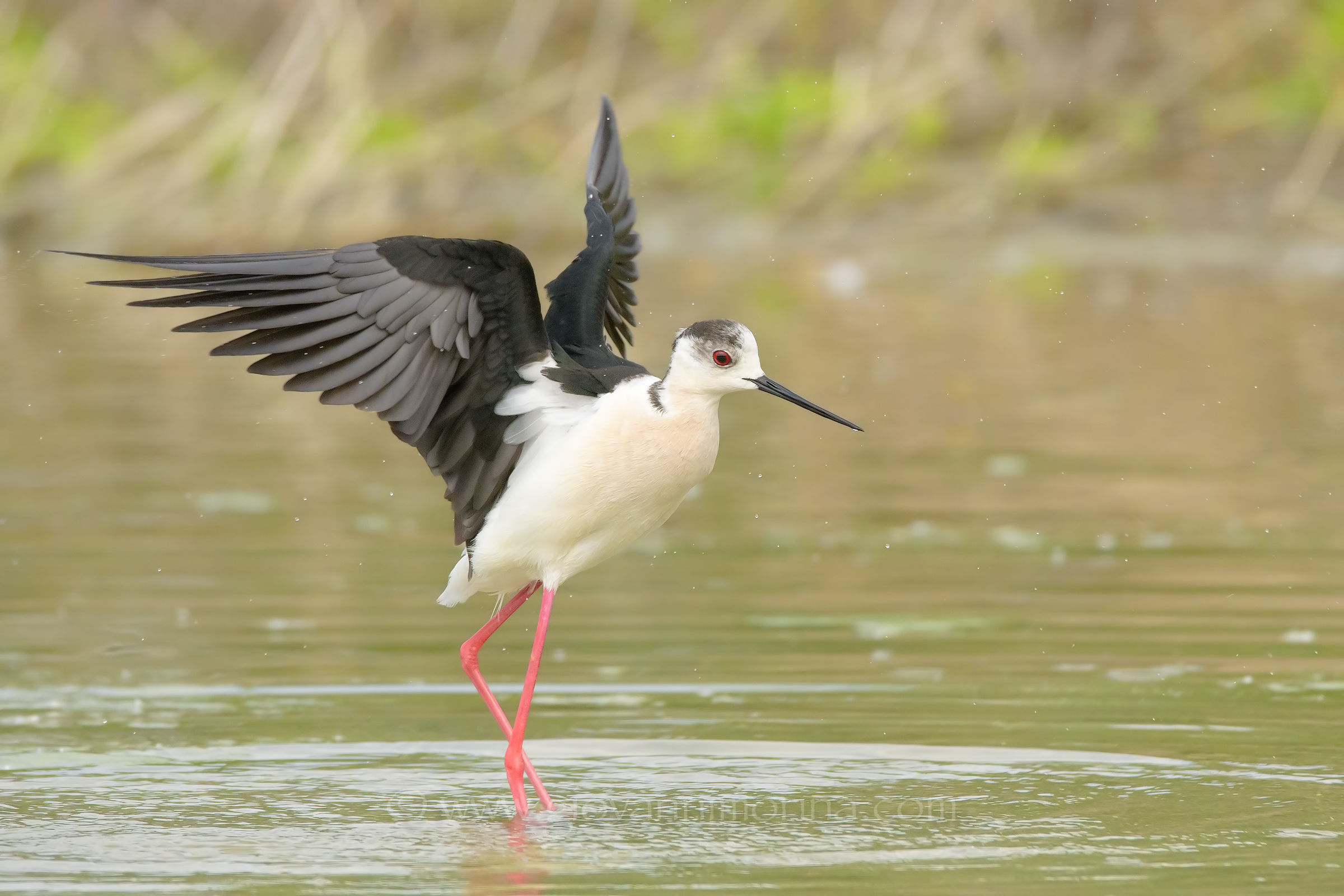 Knight after bathing 2