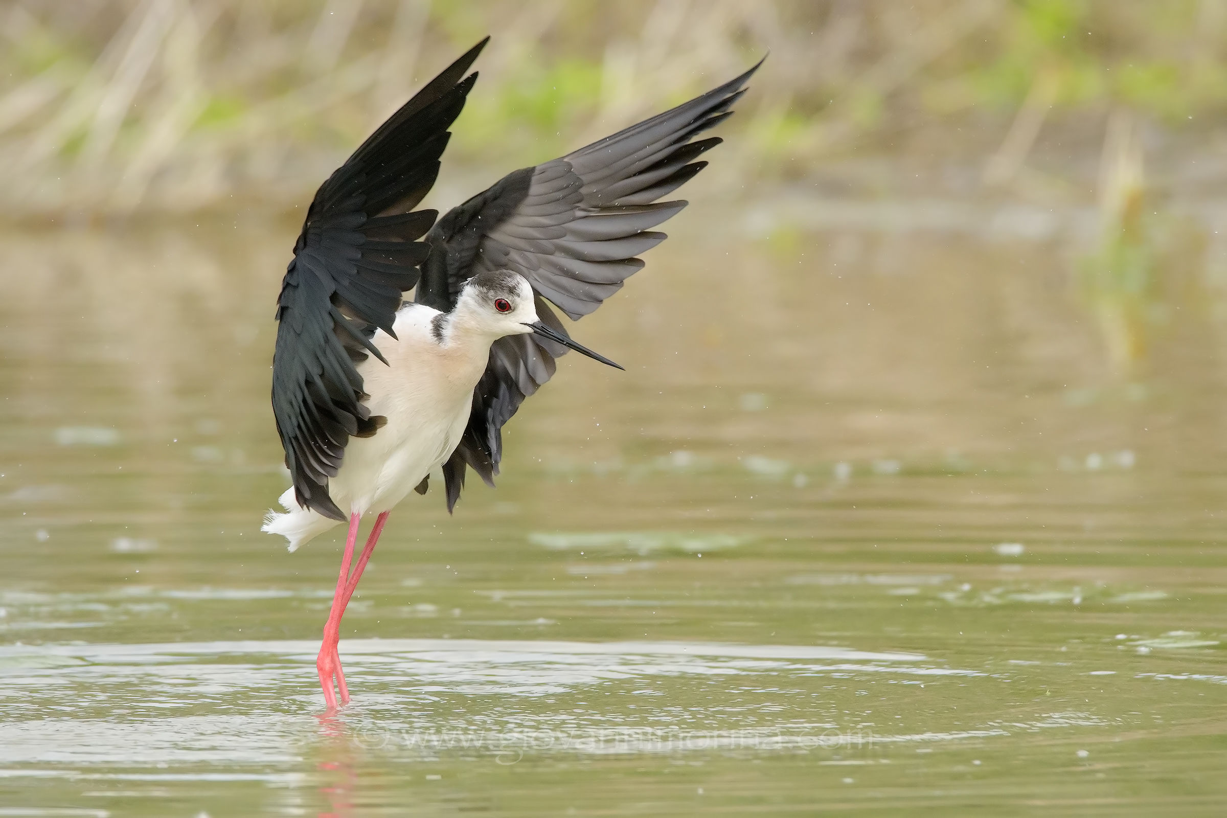 Knight after swimming 3