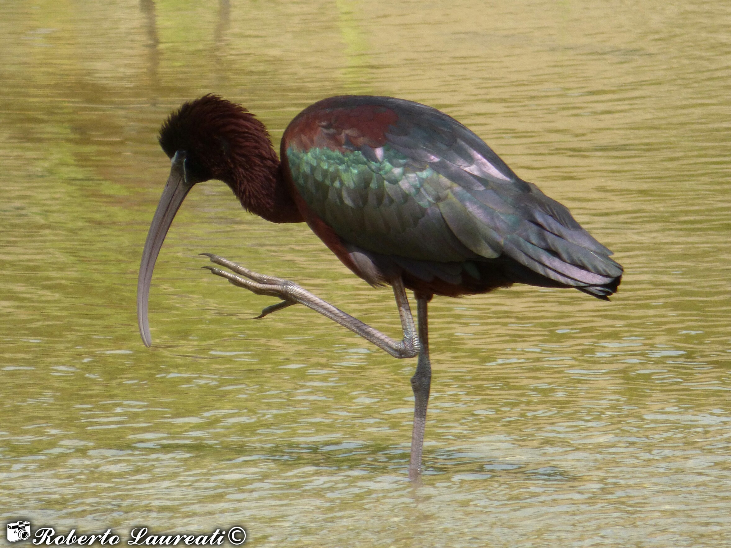 Glossy Ibis (Plegadis falcinellus)