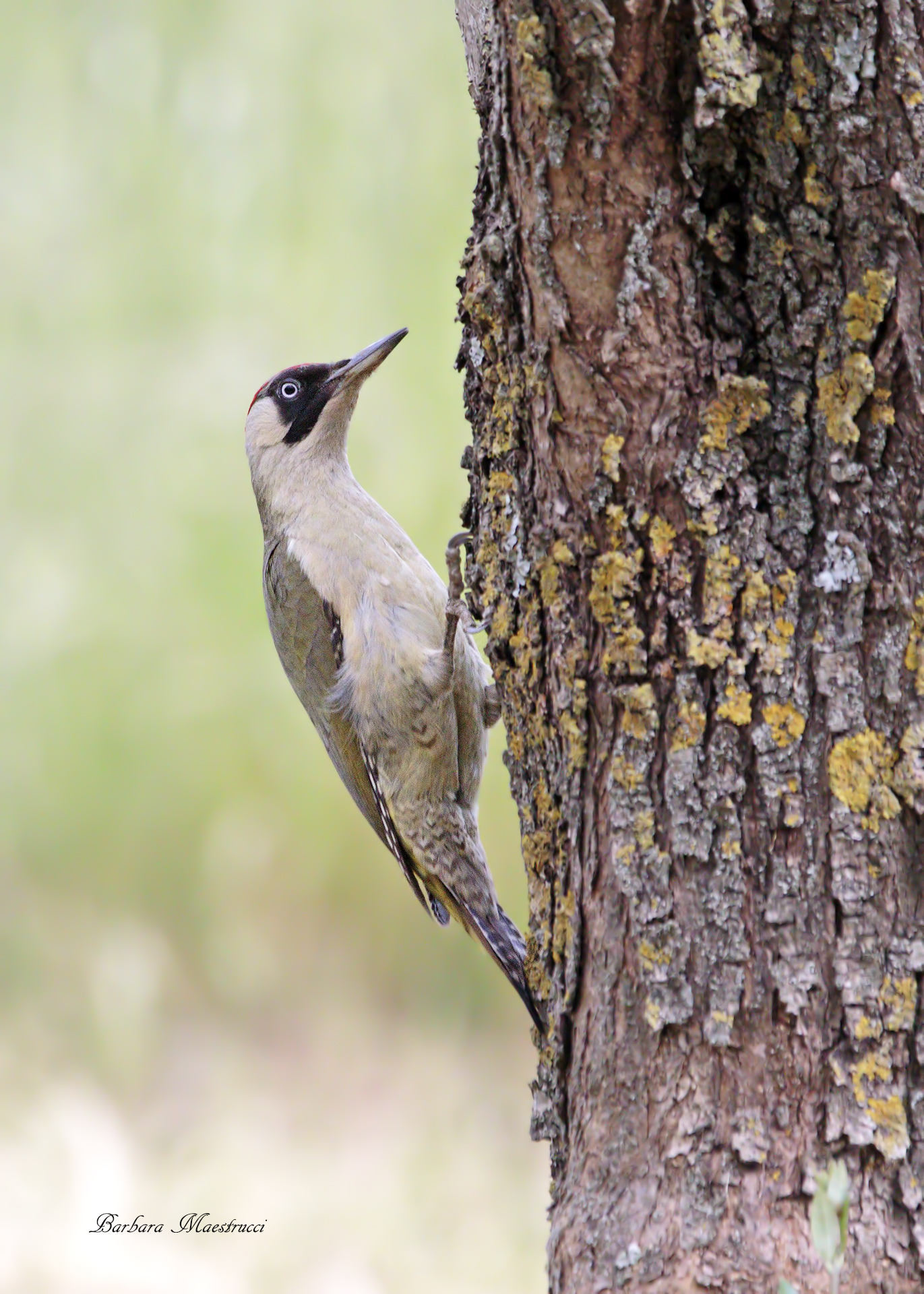 Green woodpecker