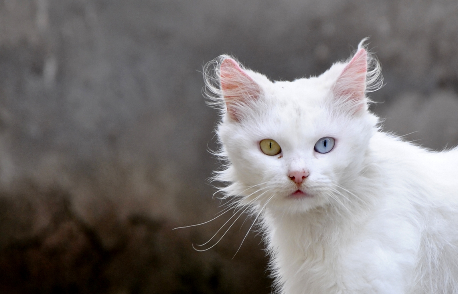 Fiocco di neve con occhi di colore diverso