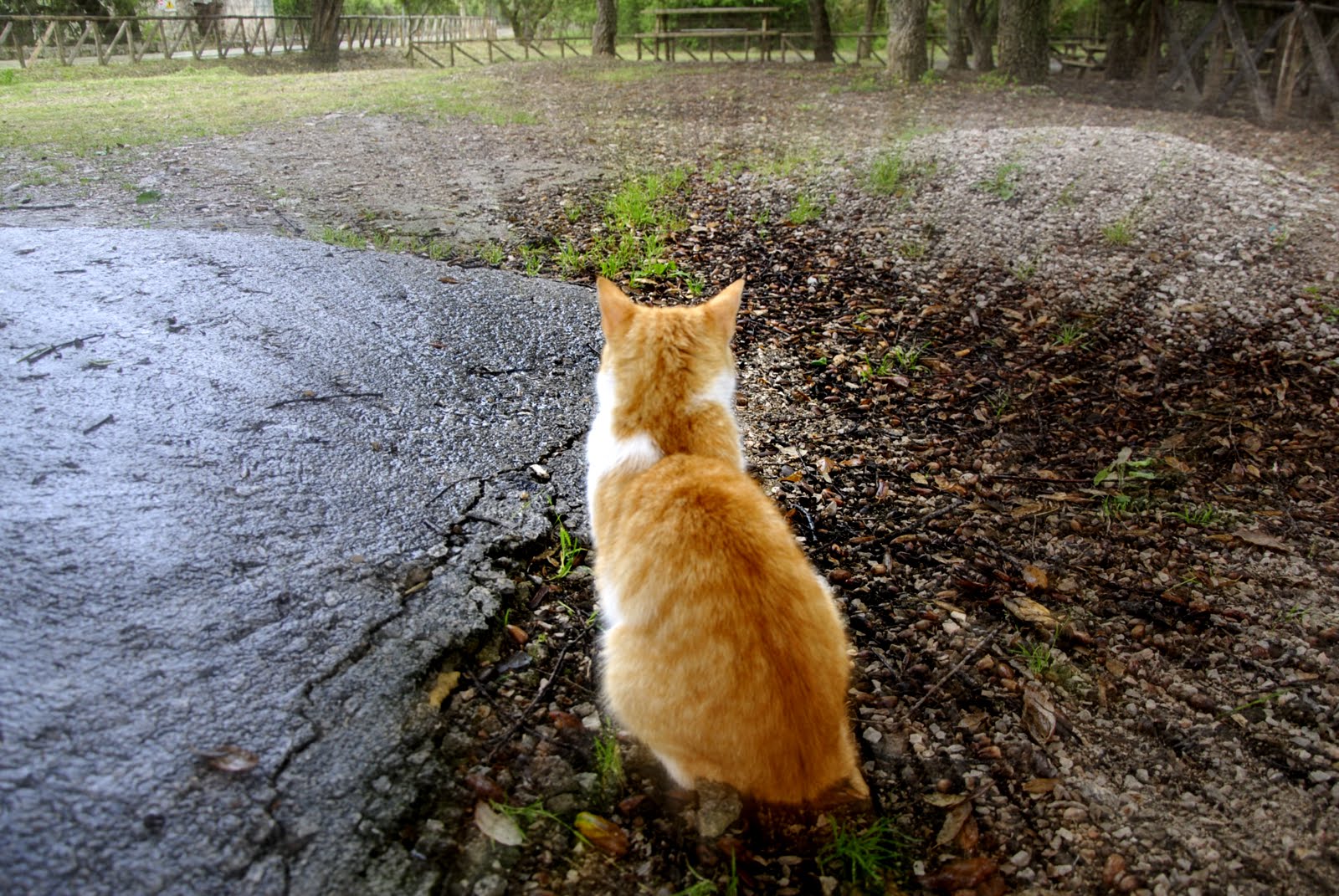 Alone under the rain...