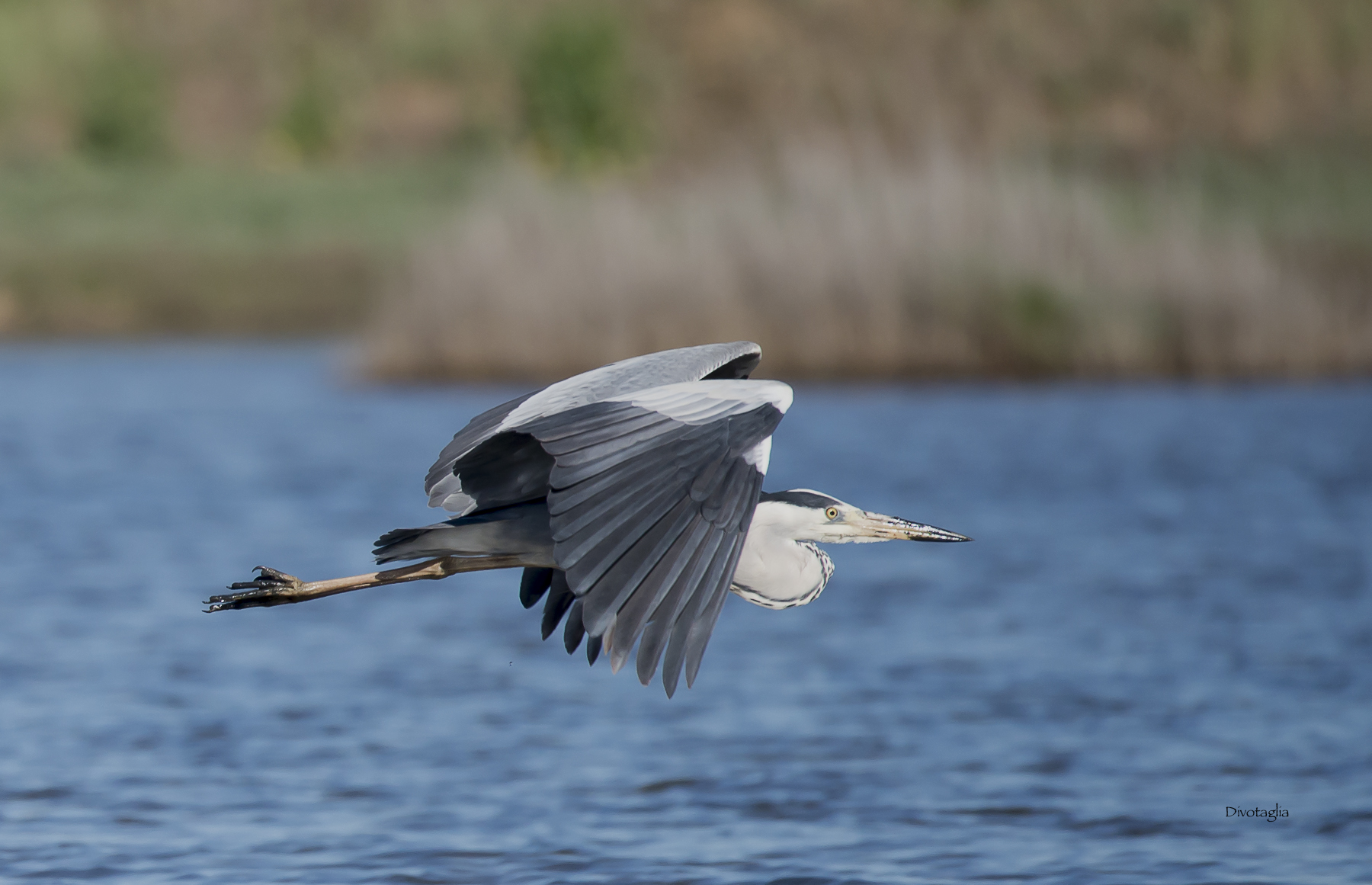 Gray Heron