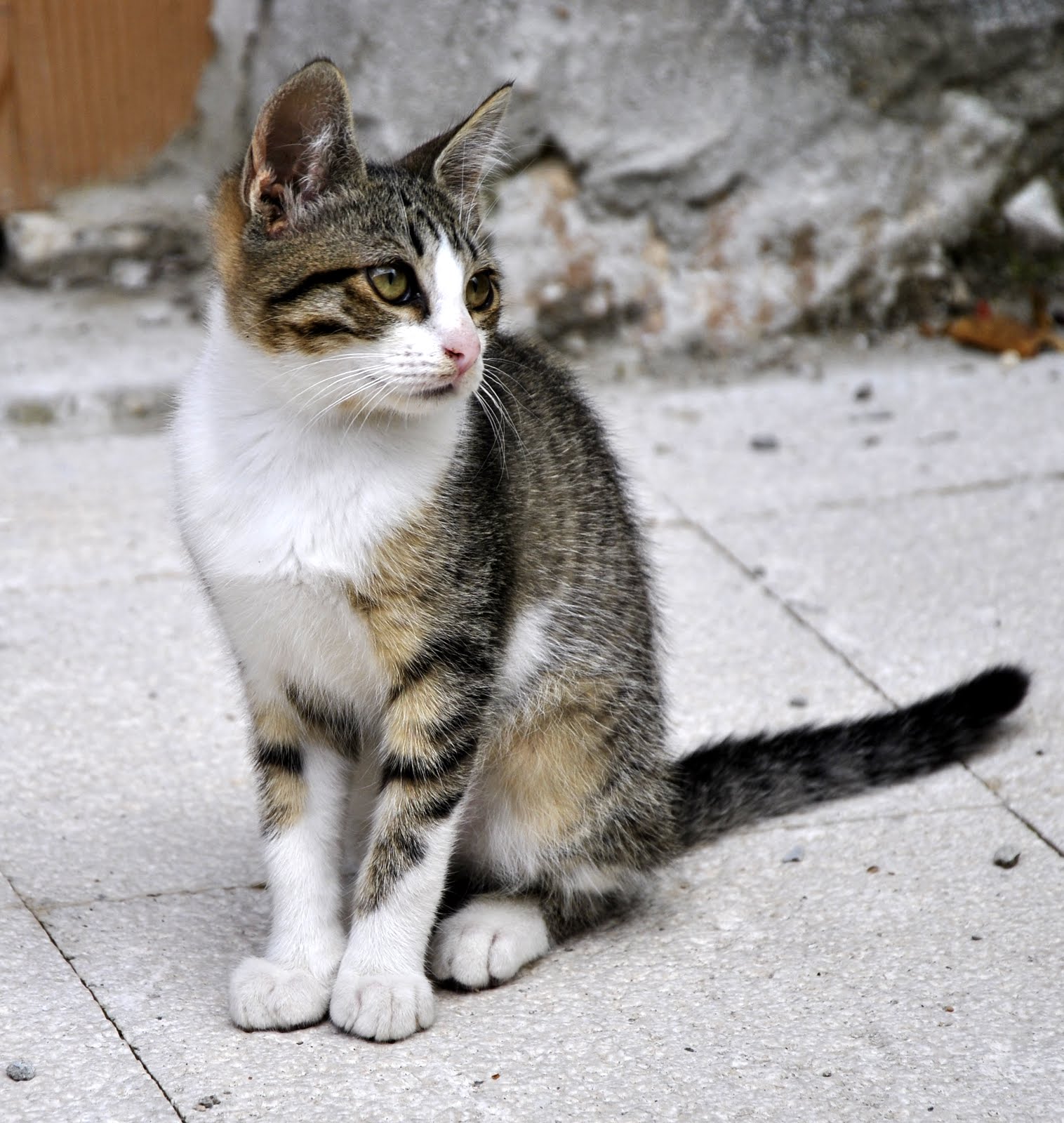 It was not me ... ^ ^