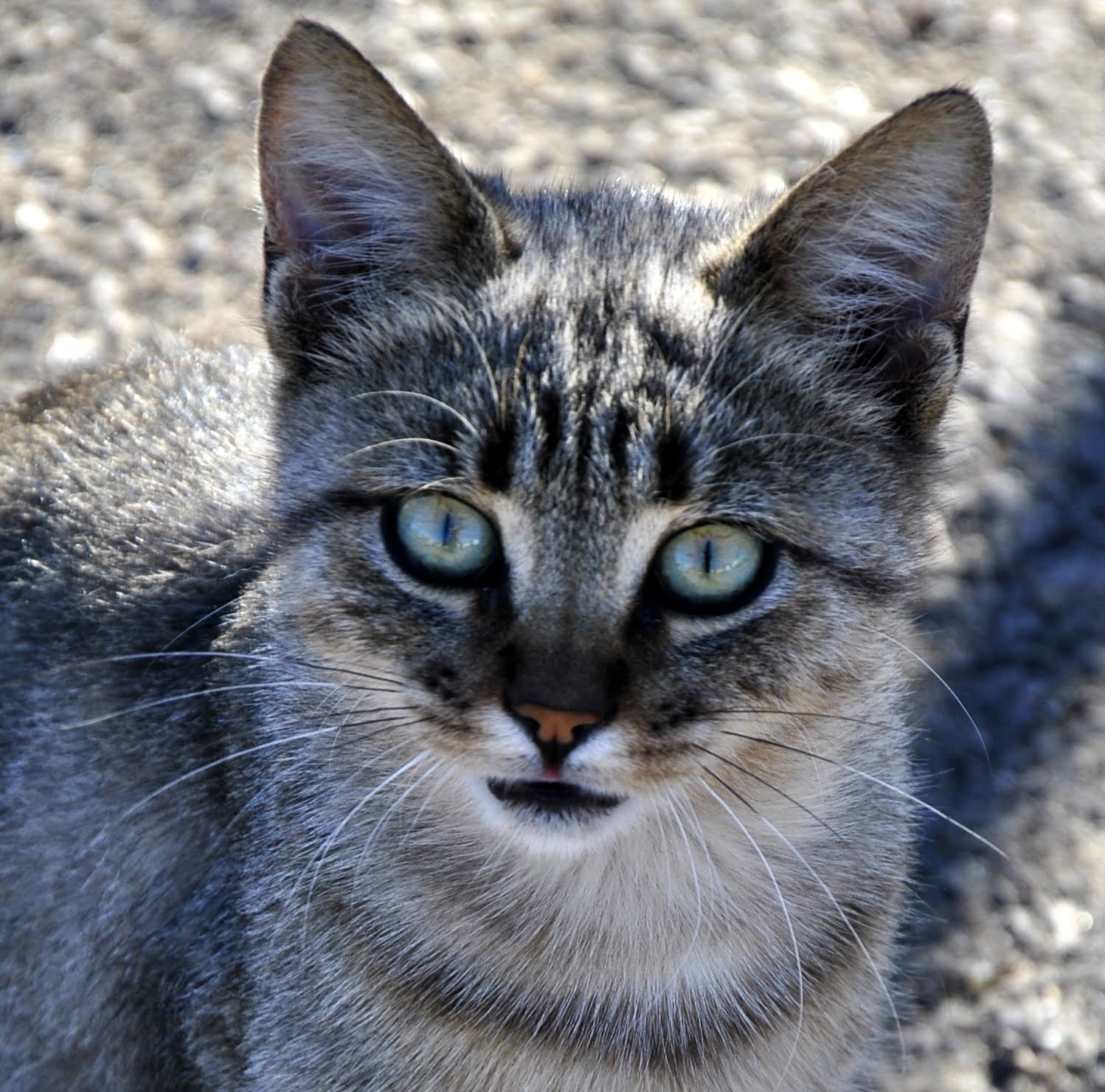 Hypnotic eyes ... ^ ^