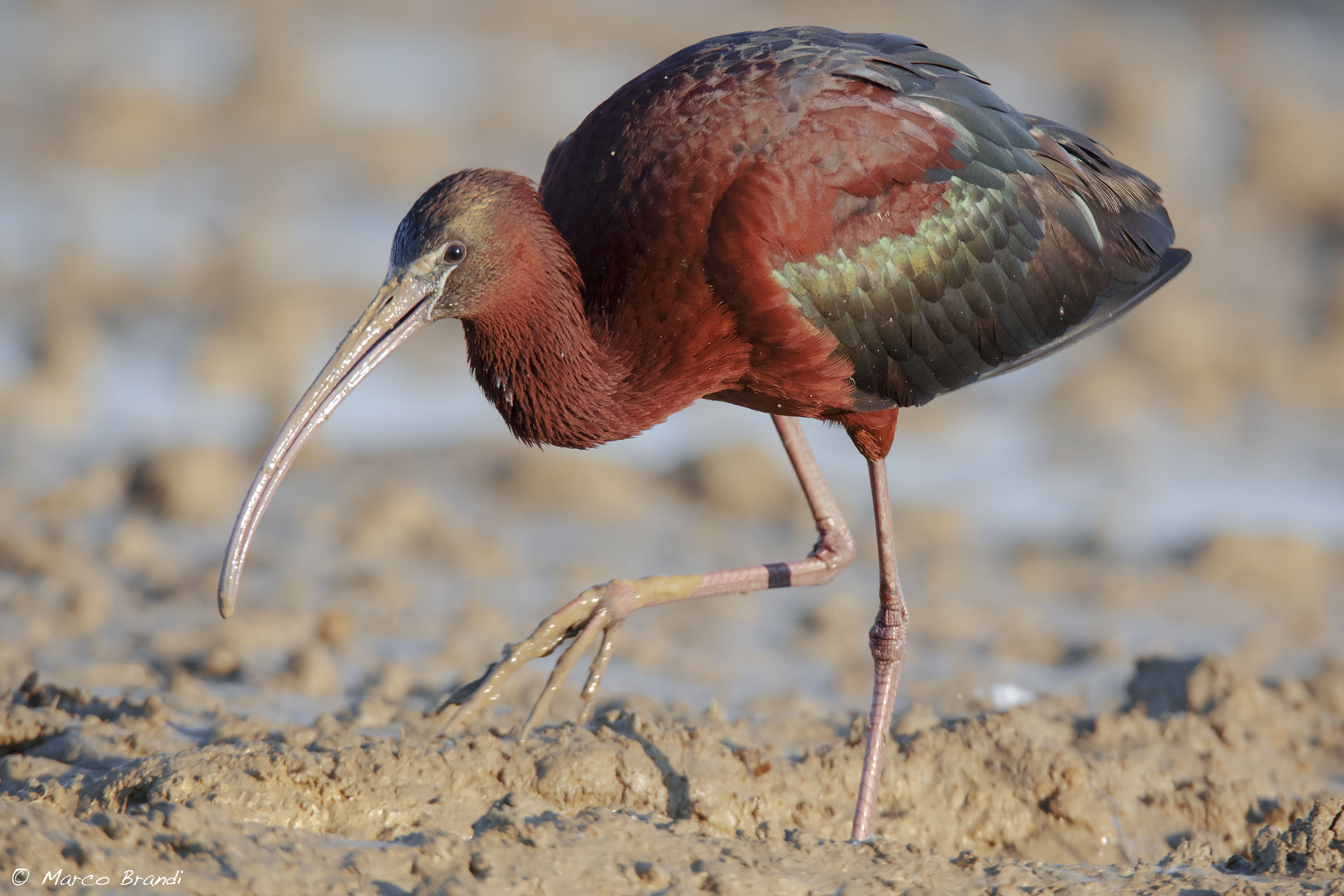 Il mio primo Mignattaio