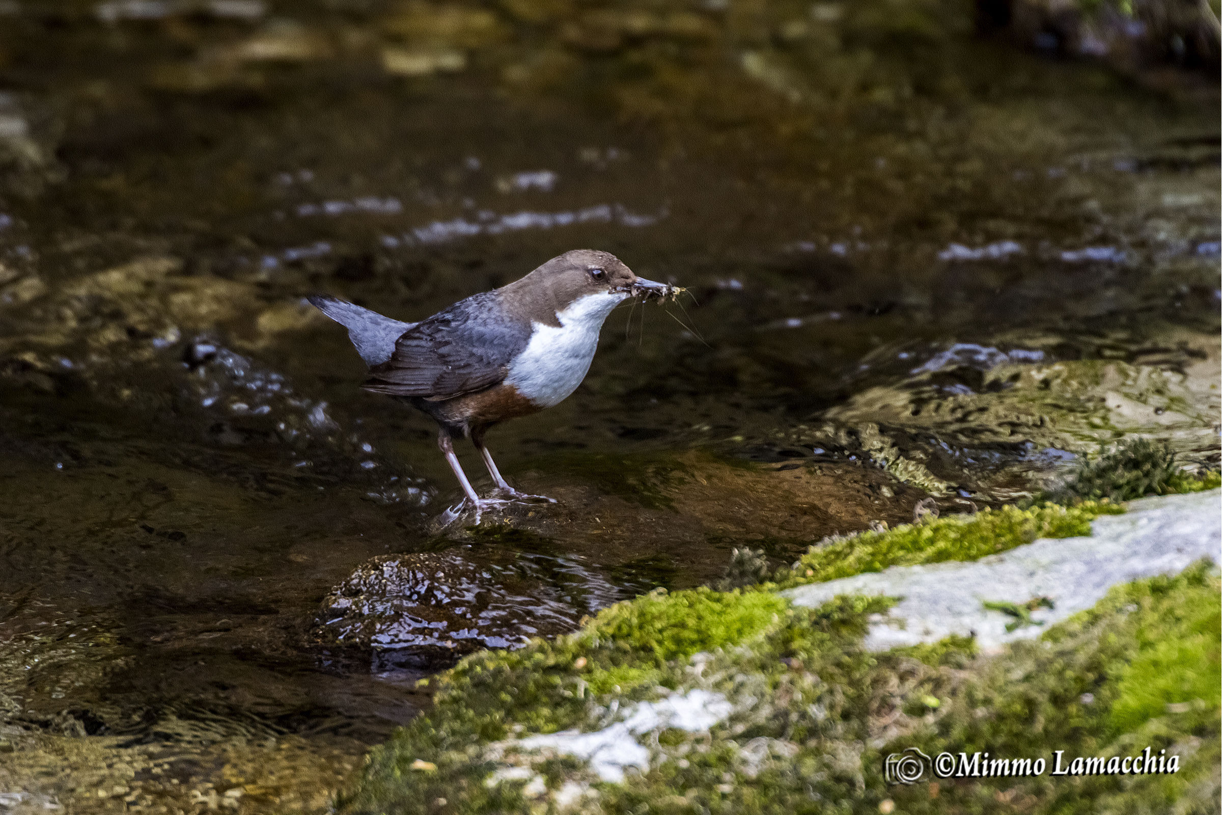 Dipper before dell'imboccata