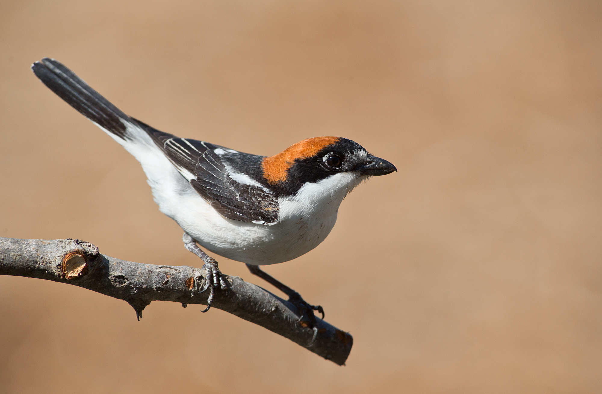 Woodchat Shrike