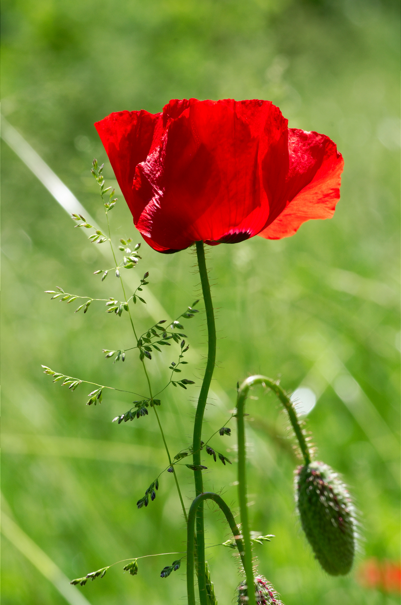 Poppy
