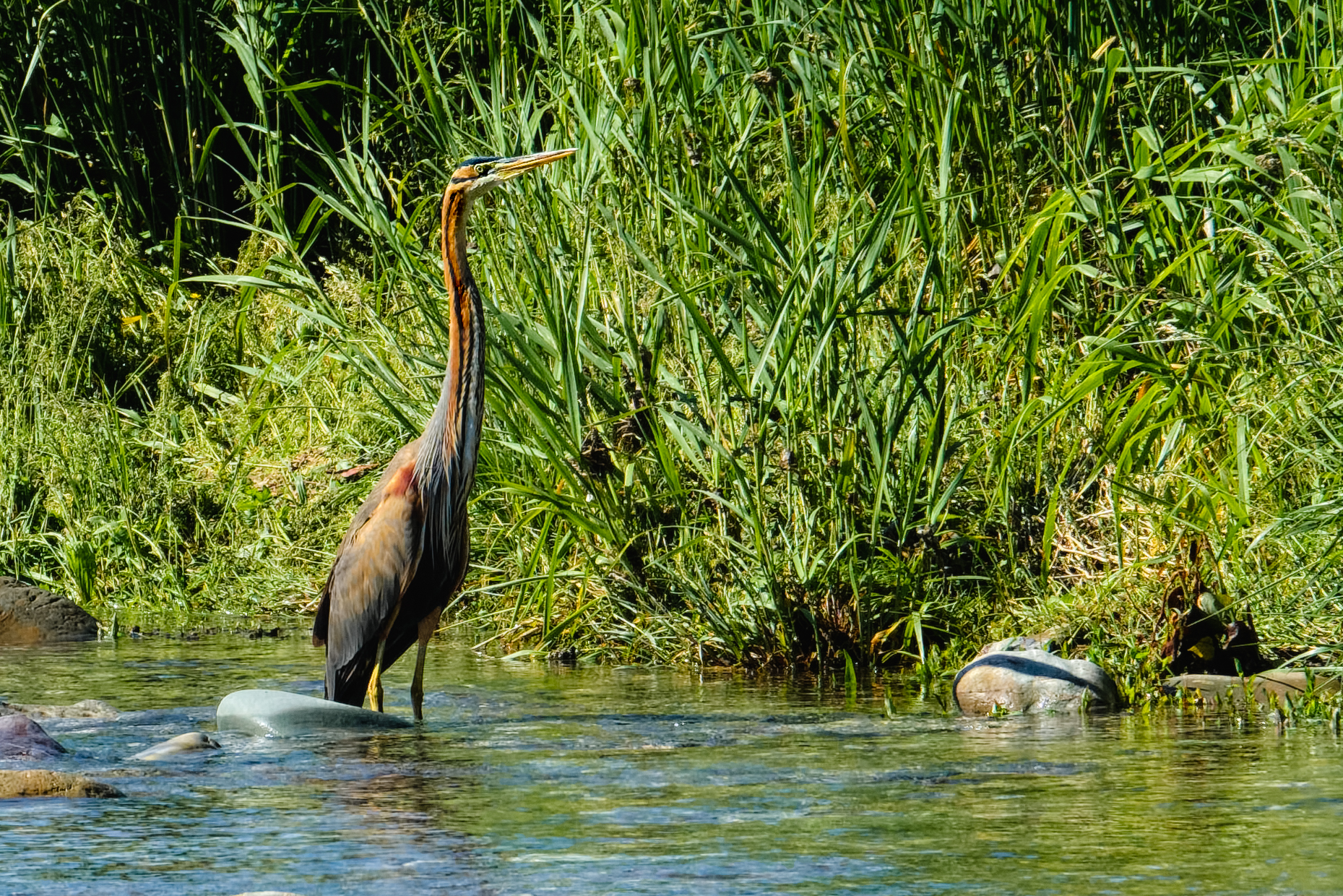 Airone Rosso - Ardea Purpurea