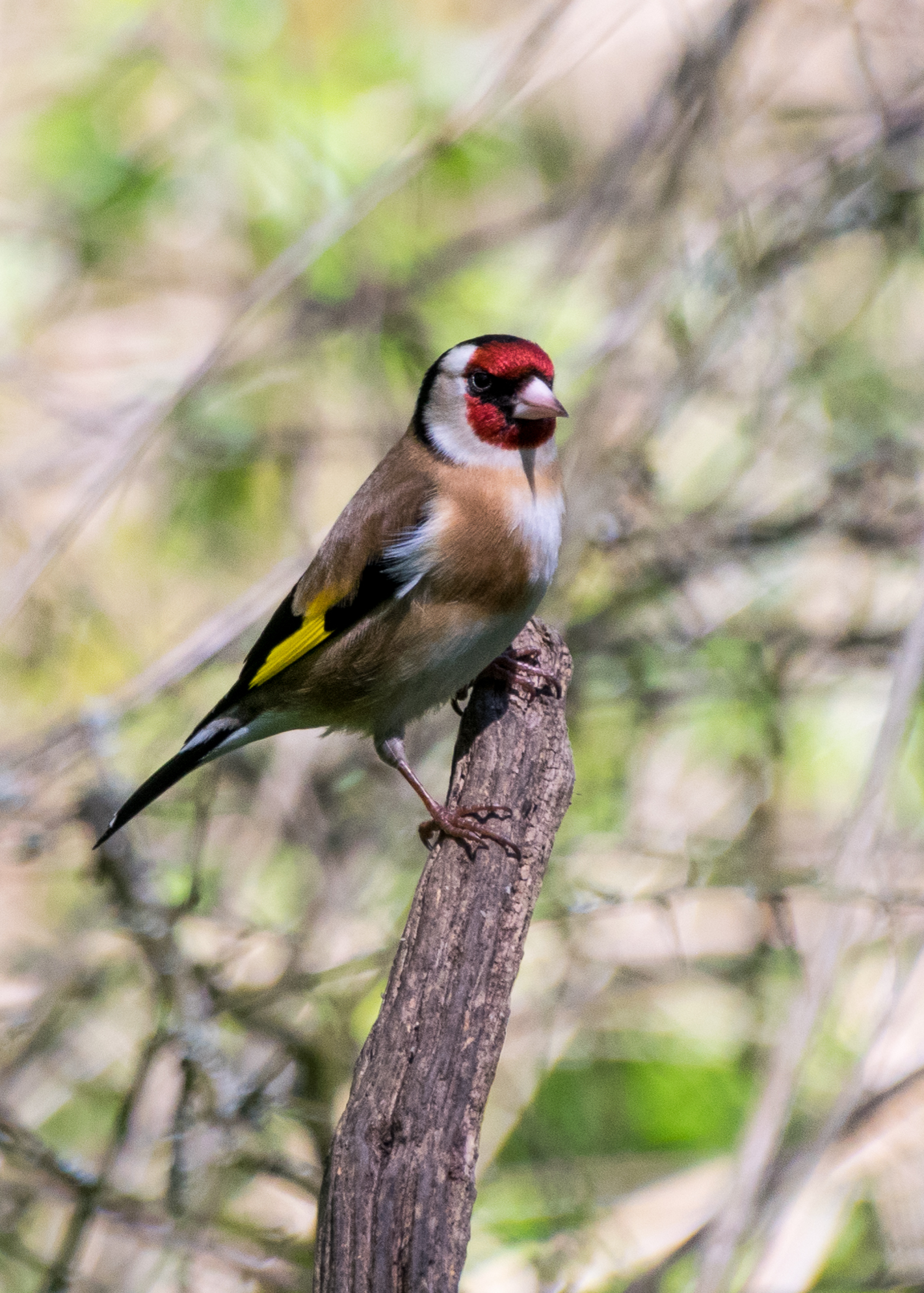 Goldfinch