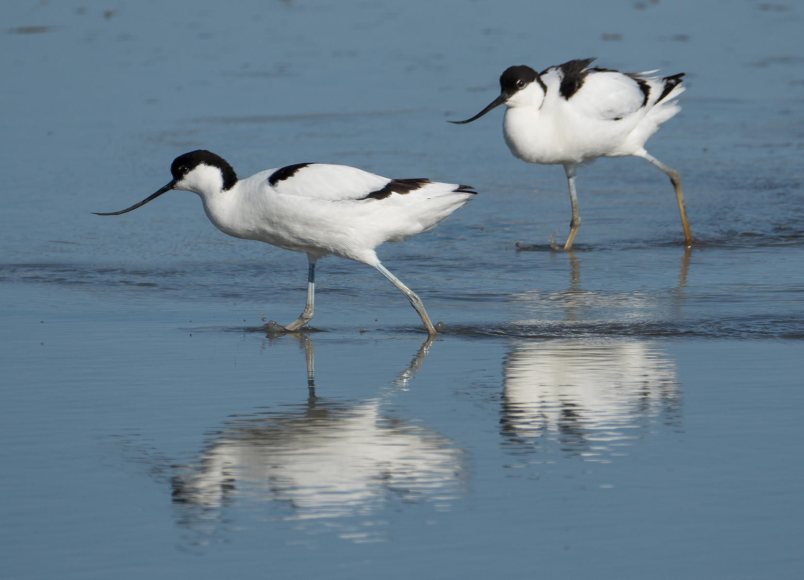 Avocette