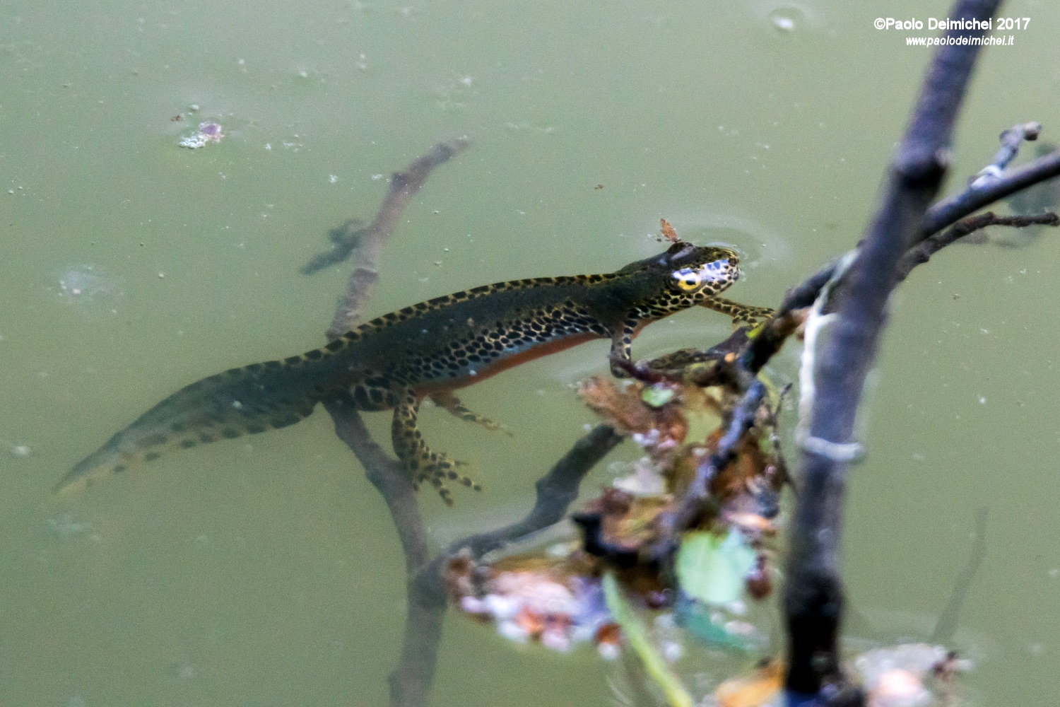 Male alpine triton (in bridal gown)