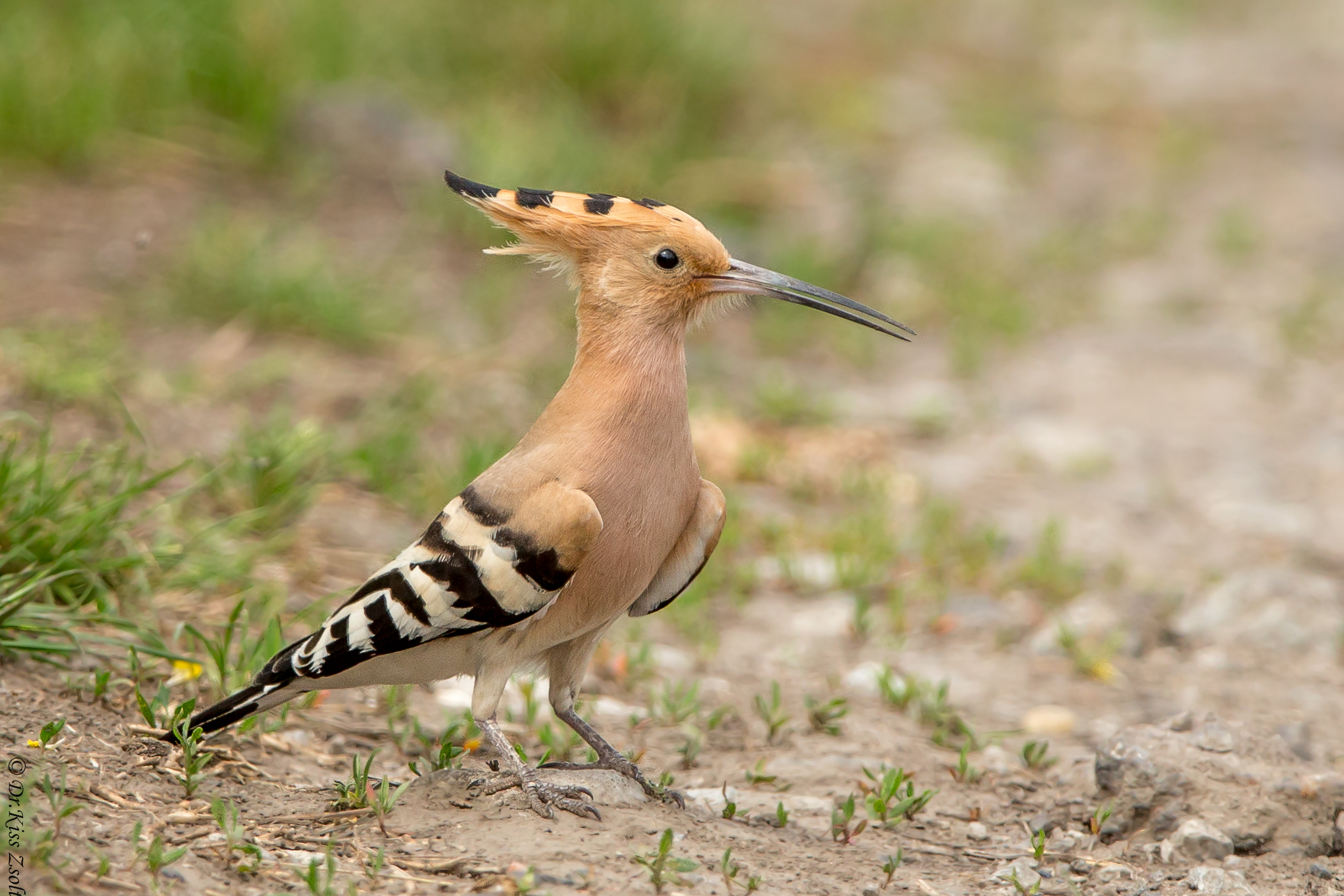 Hoopoo