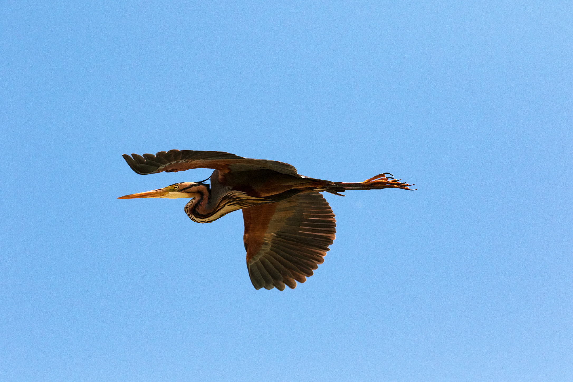 purple heron