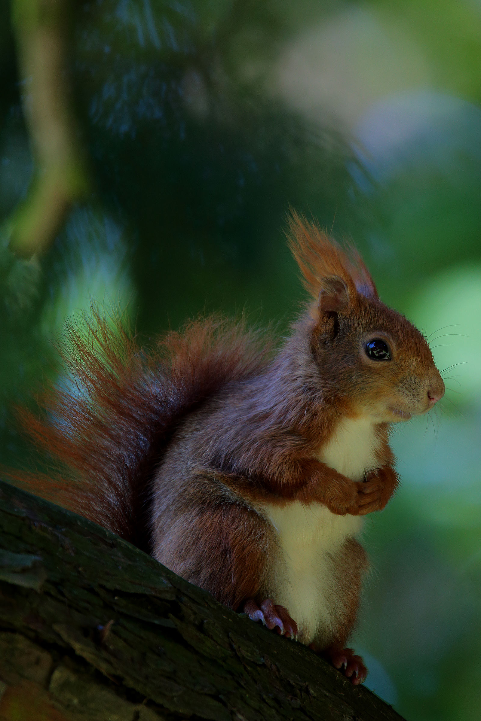 red squirrel
