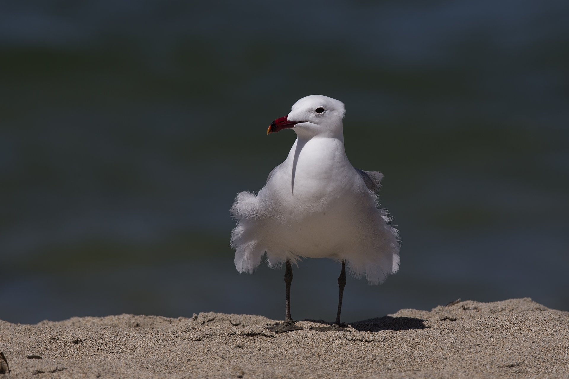 Gull course, Larus audouinii