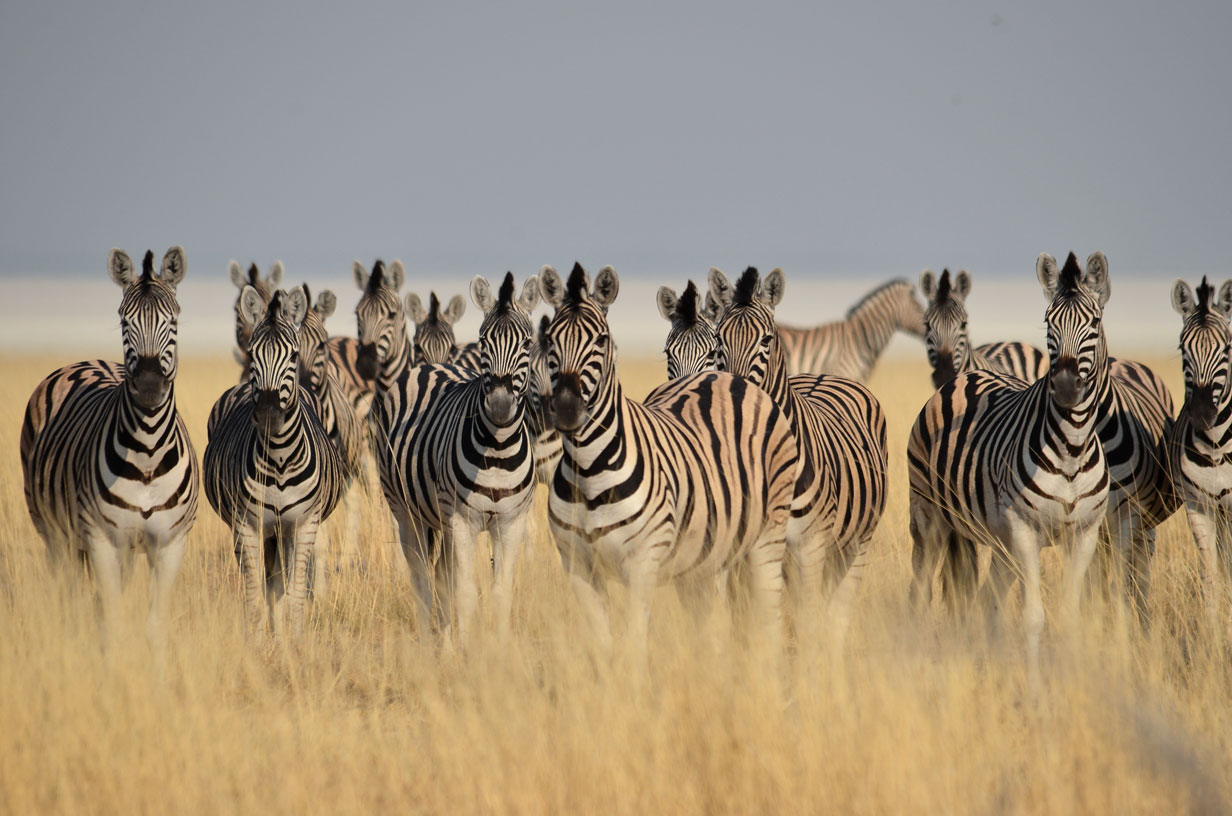 Zebre in allerta per avvistamento leoni