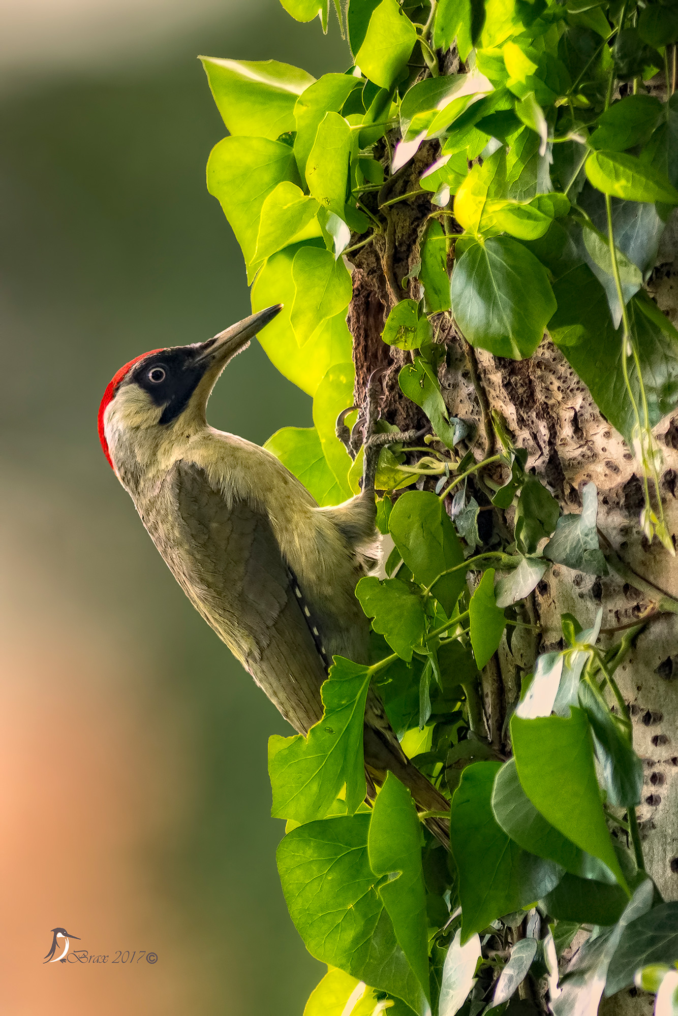 Green woodpecker