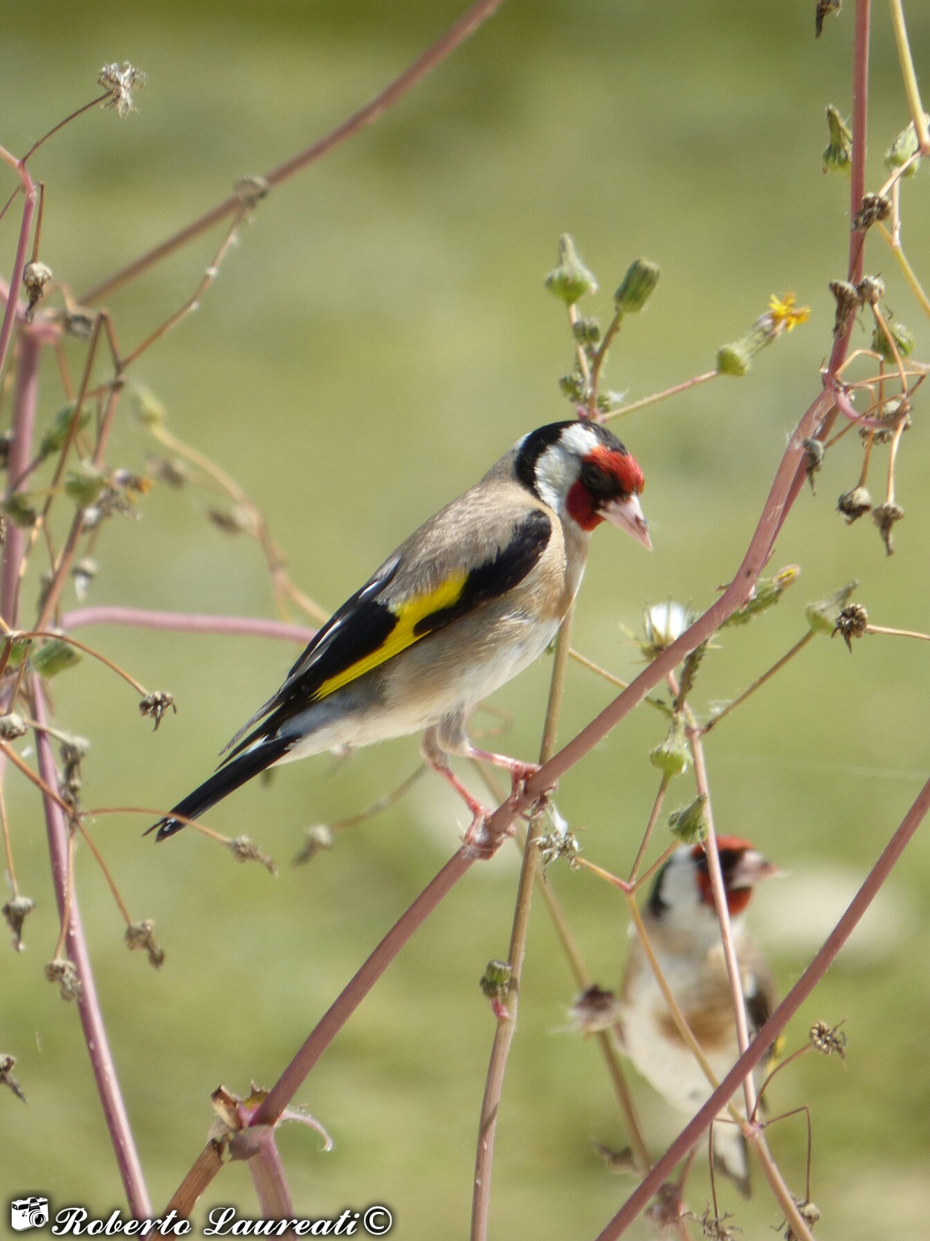 Goldfinch (Carduelis carduelis)