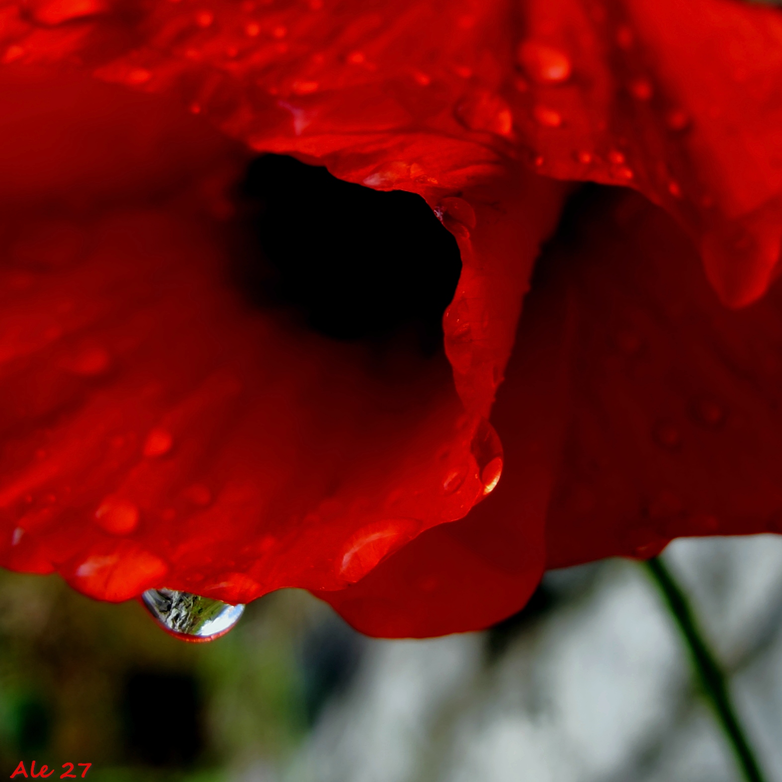 ... ... bent on a drop ....