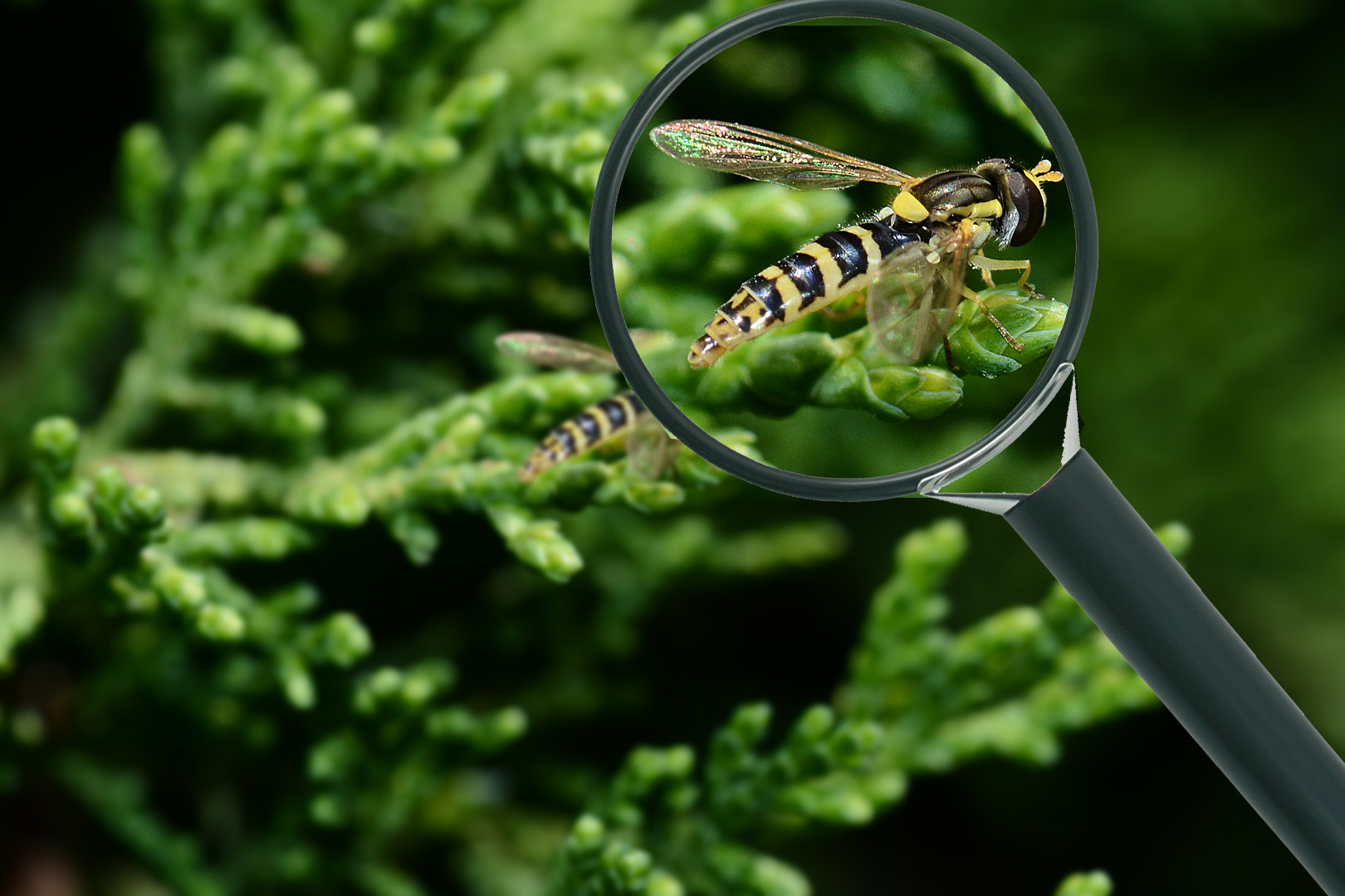 sirfide sotto la lente