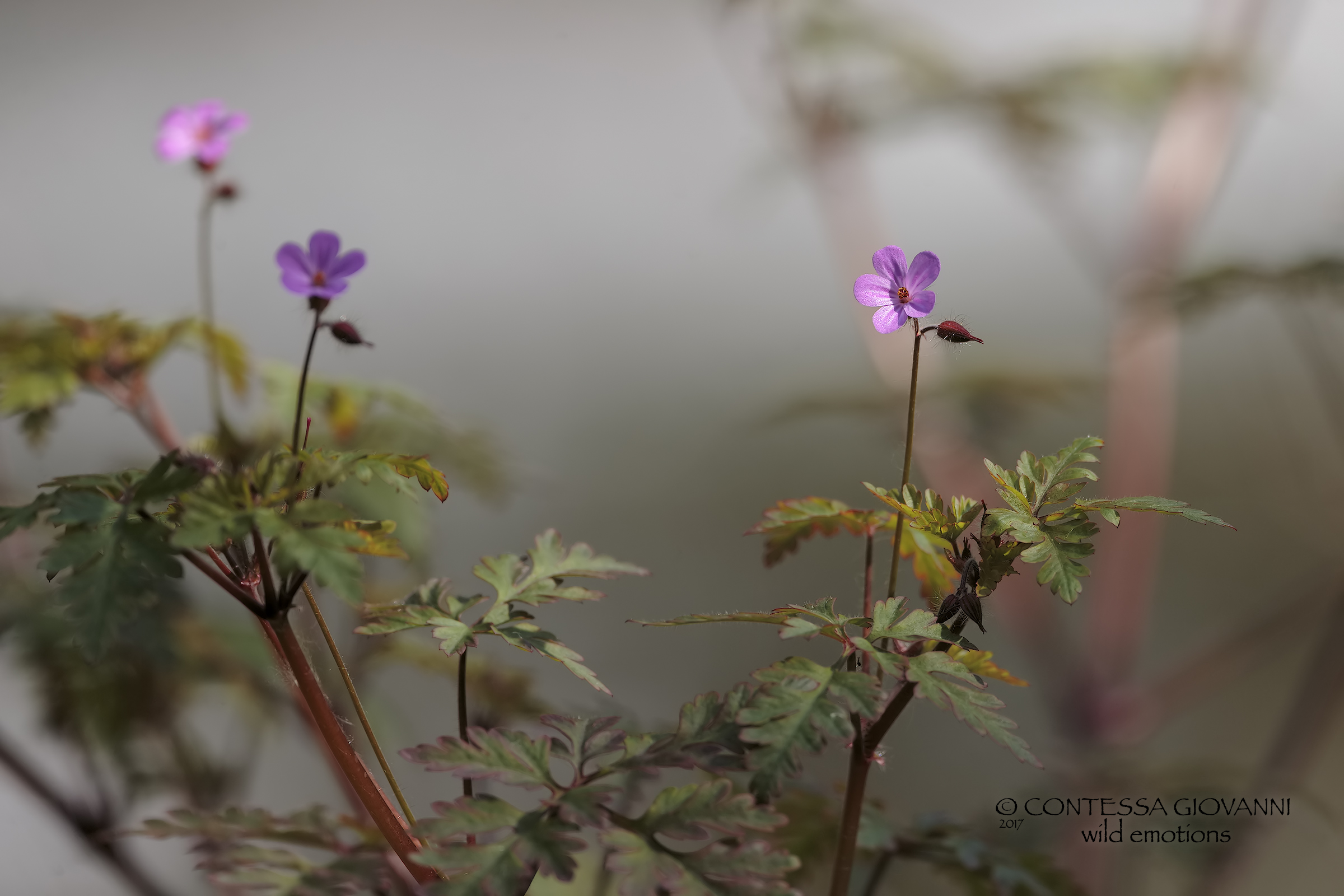 Geranium robertianum