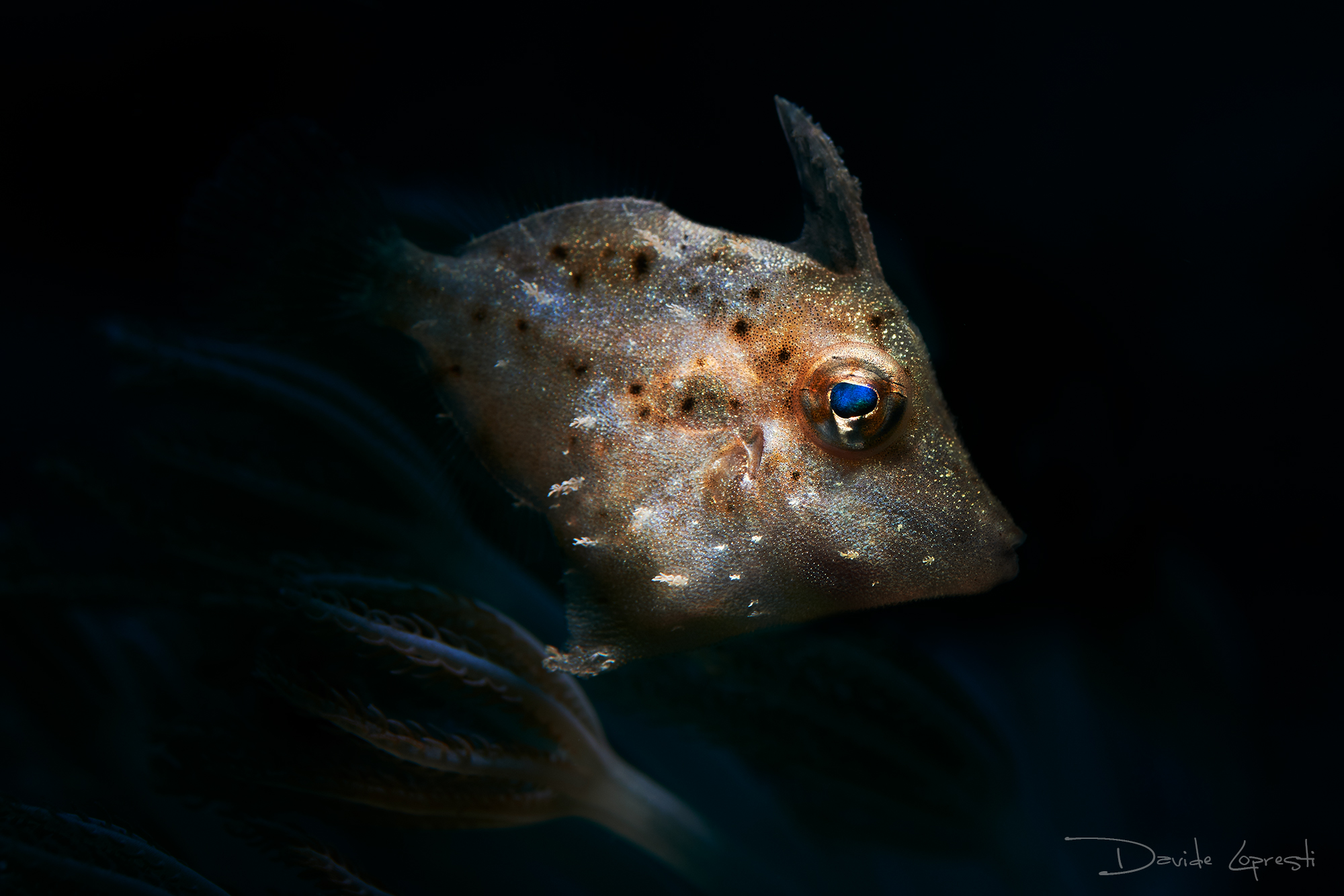 Filefish