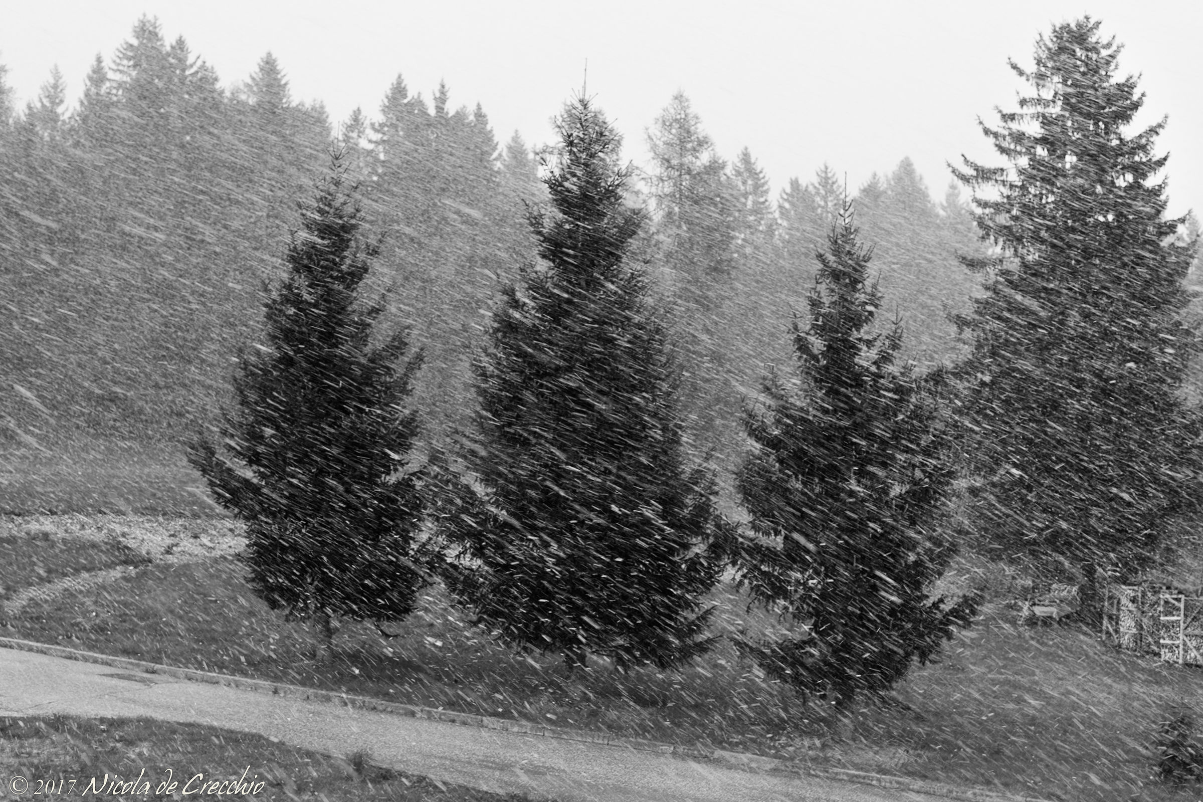 The shot of winter tail