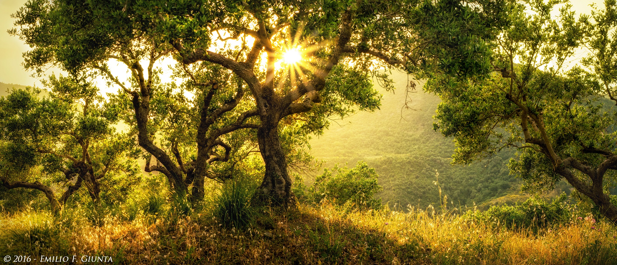 Gli ulivi del Cilento