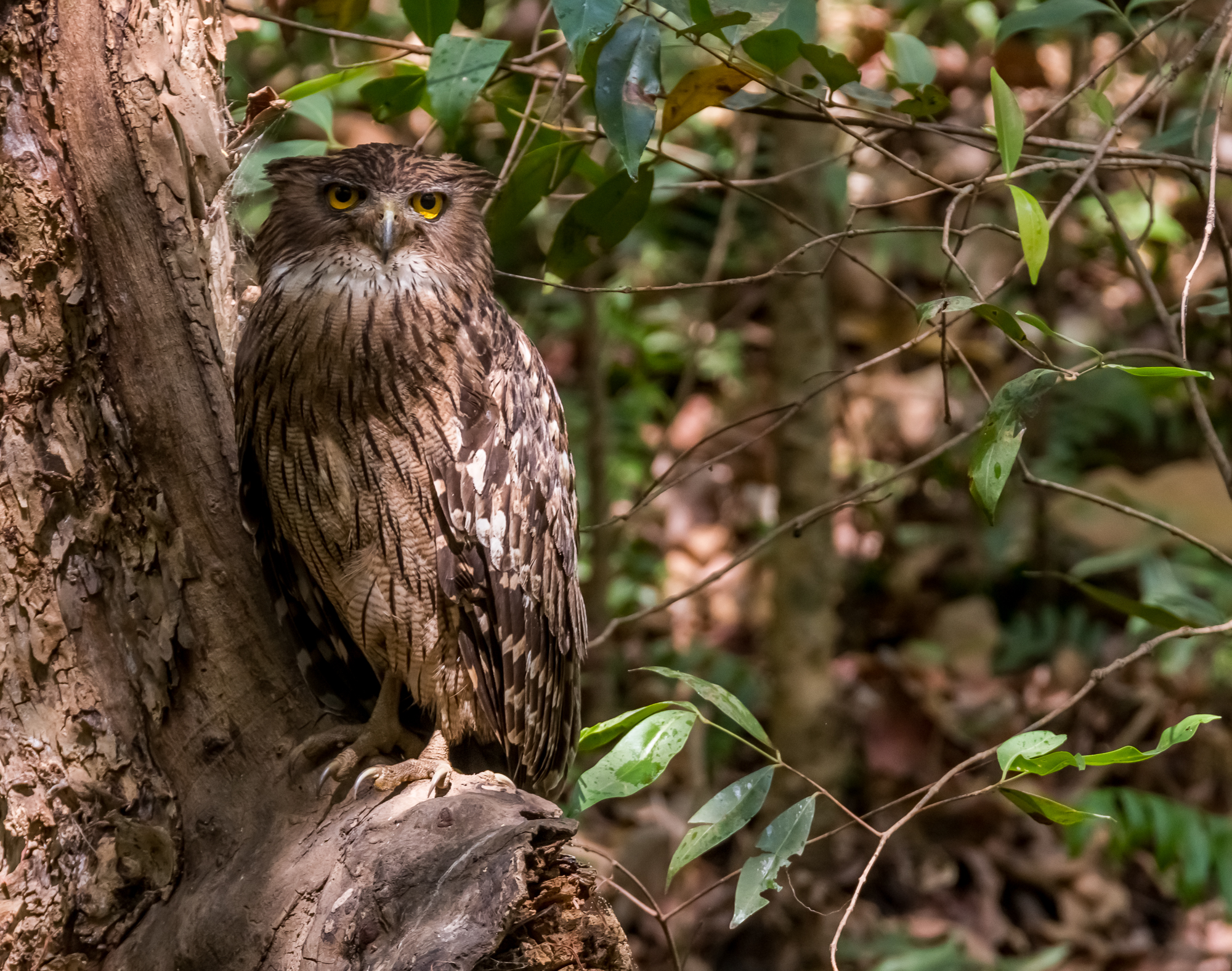Brown pesci civetta - Ketupa zeylonensis
