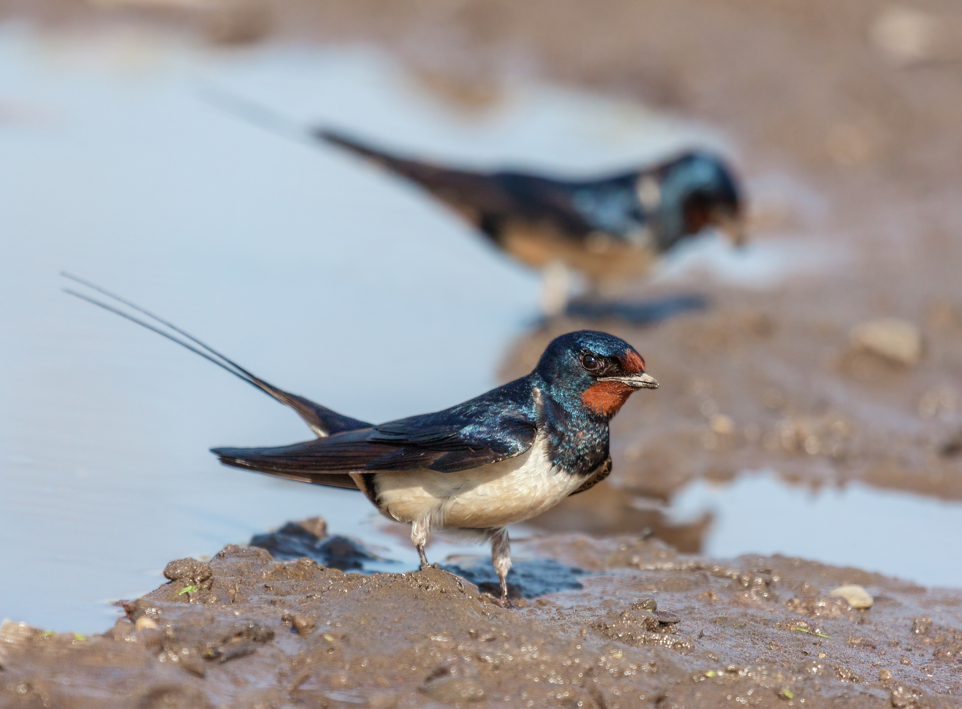 Barn Swallow