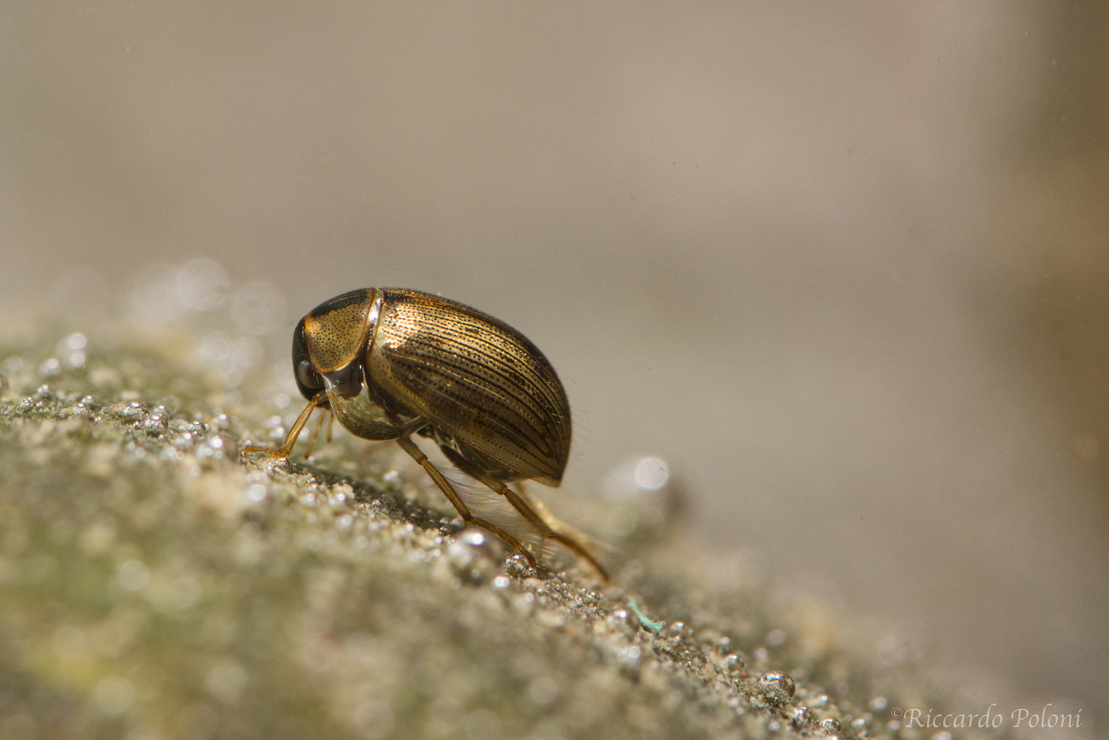 Hydrophilidae con bolla d'aria