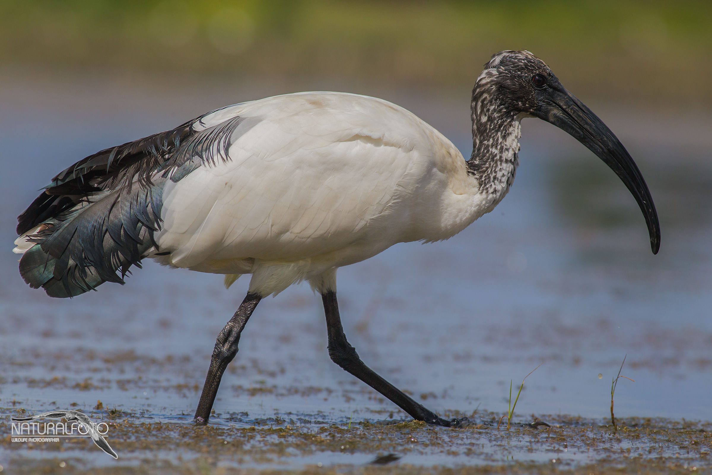 ibis, no crop