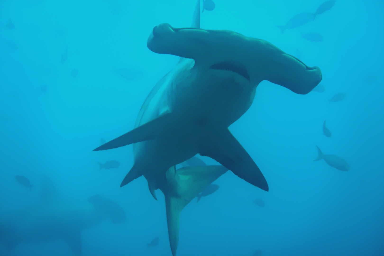 Shark hammer arch Darwin's Galapagos