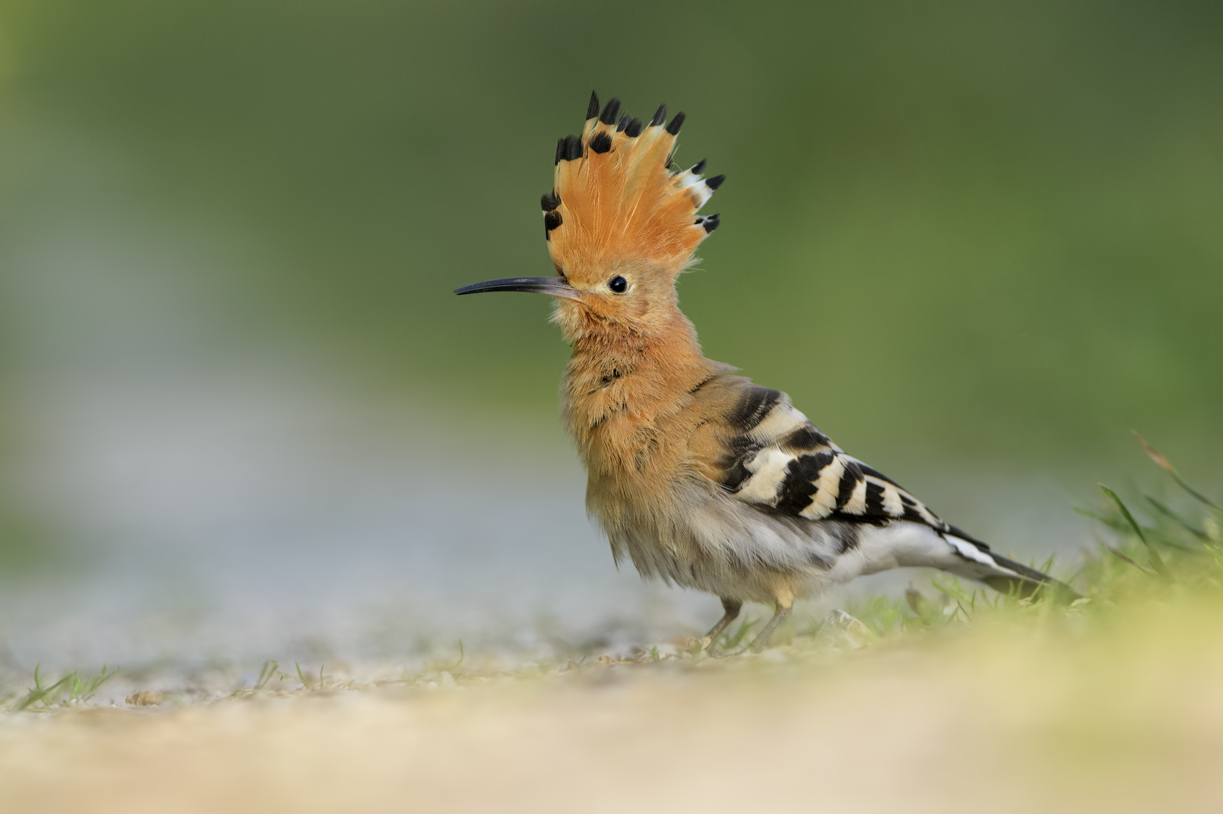 hoopoe fished