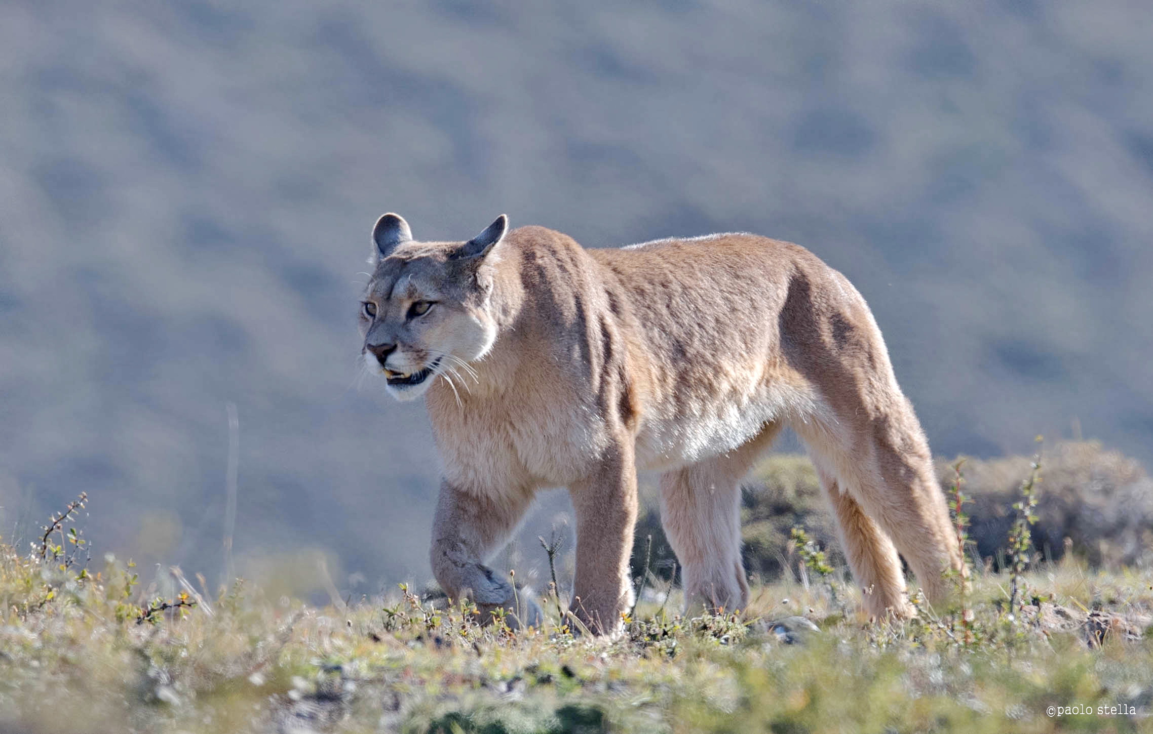 walking puma