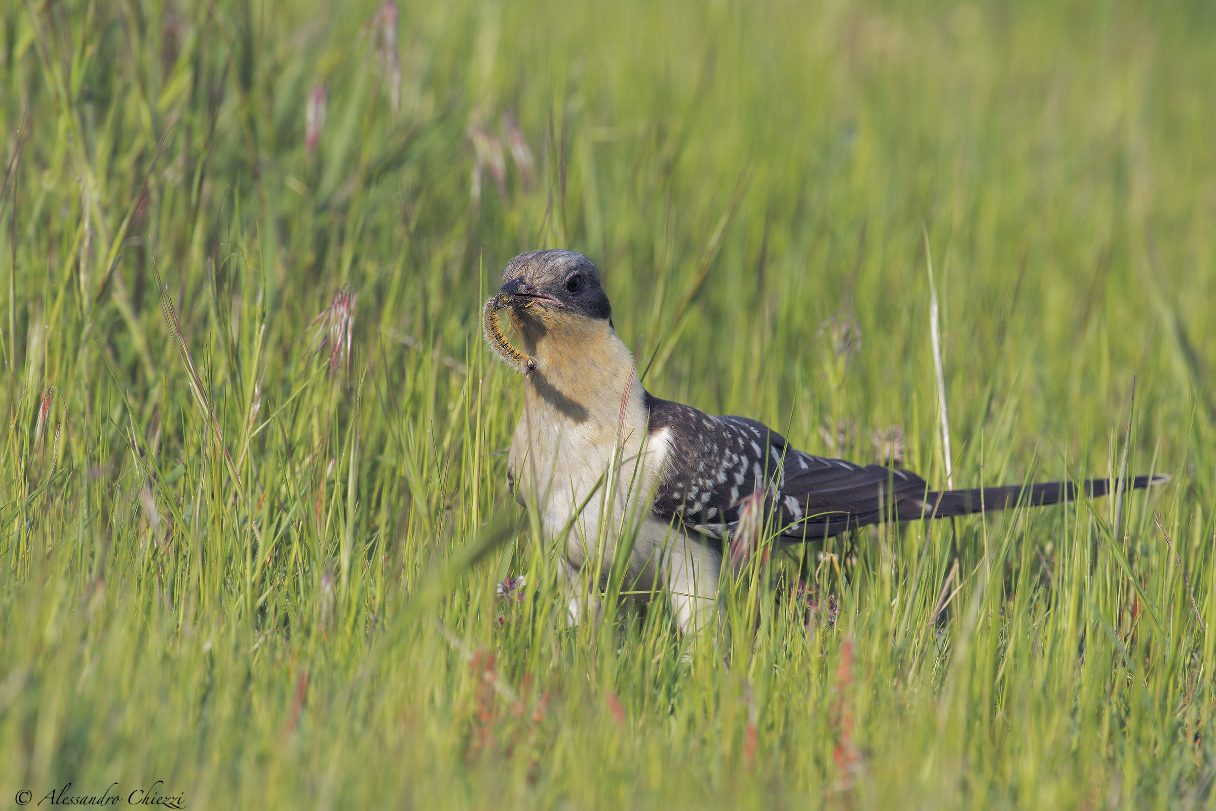 The cuckoo and the caterpillar