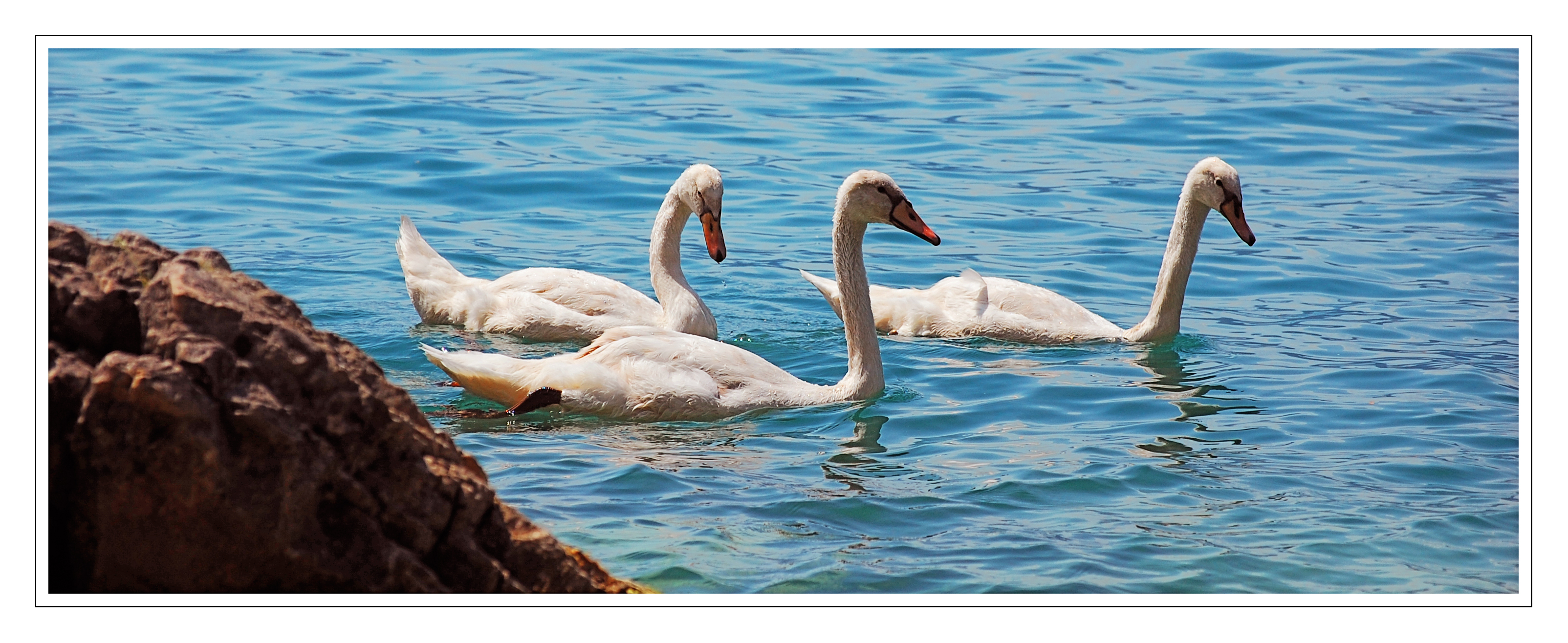 Cigni al Lago...di Garda