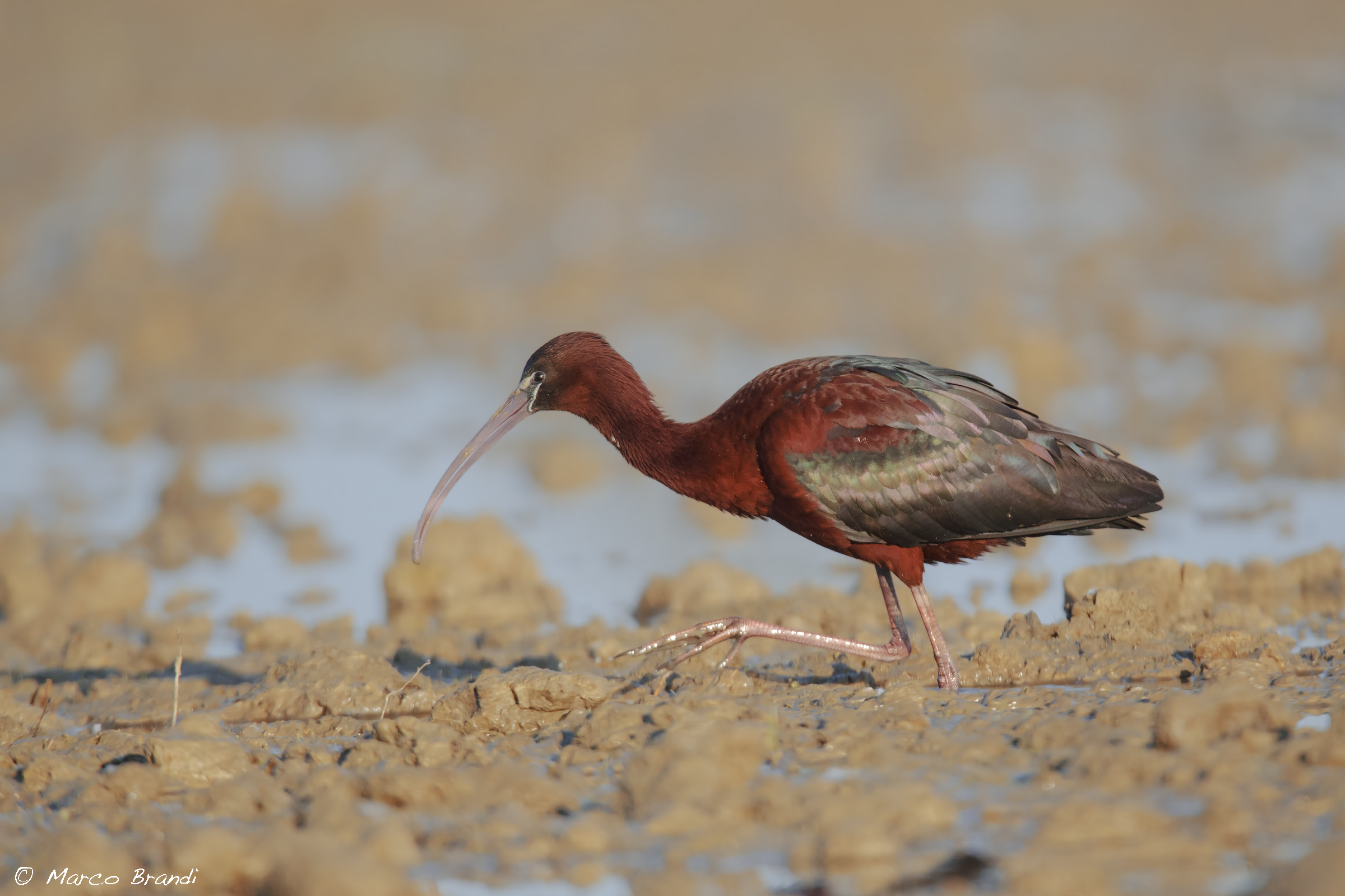 Glossy Ibis