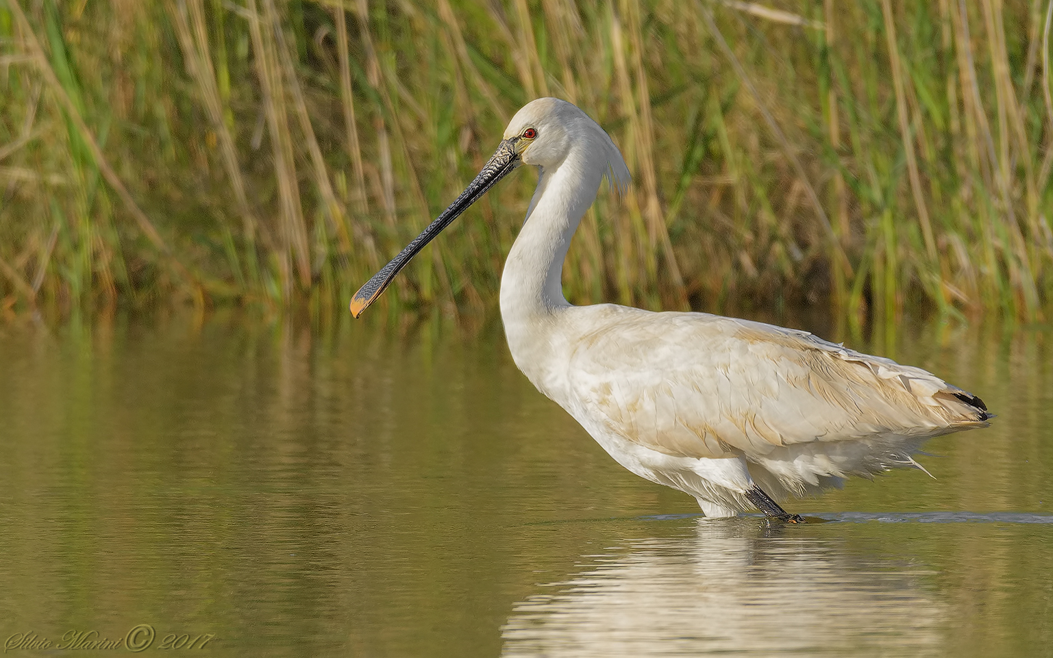 Spatola (Platalea leucorodia)