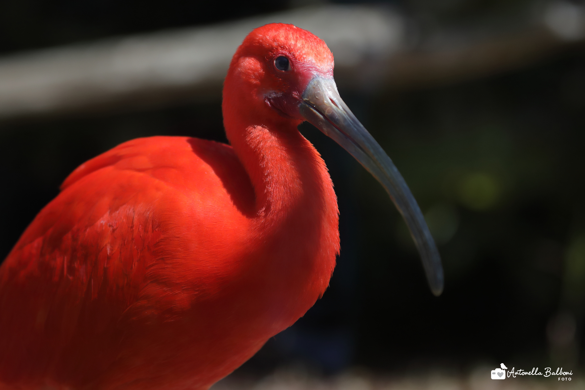 Ibis red