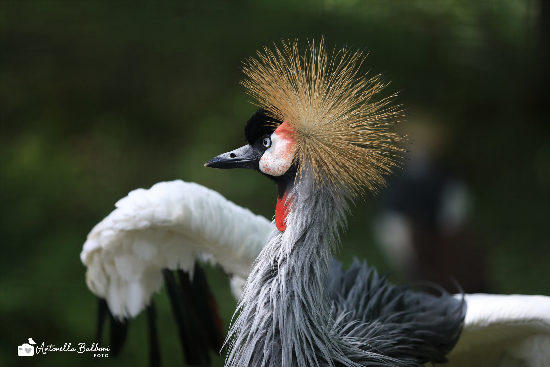 Crowned Crane