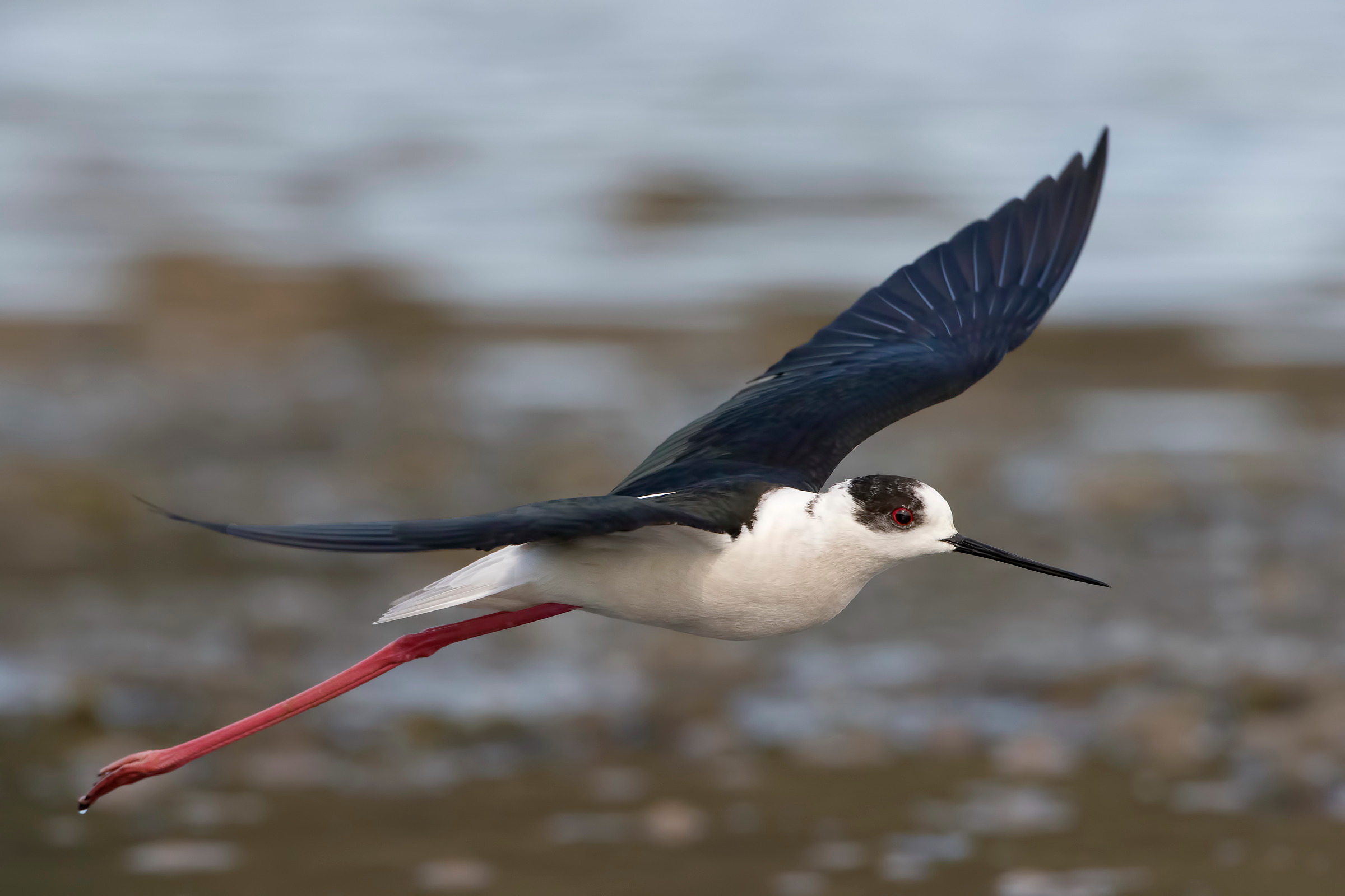 Flying No Crop Knight