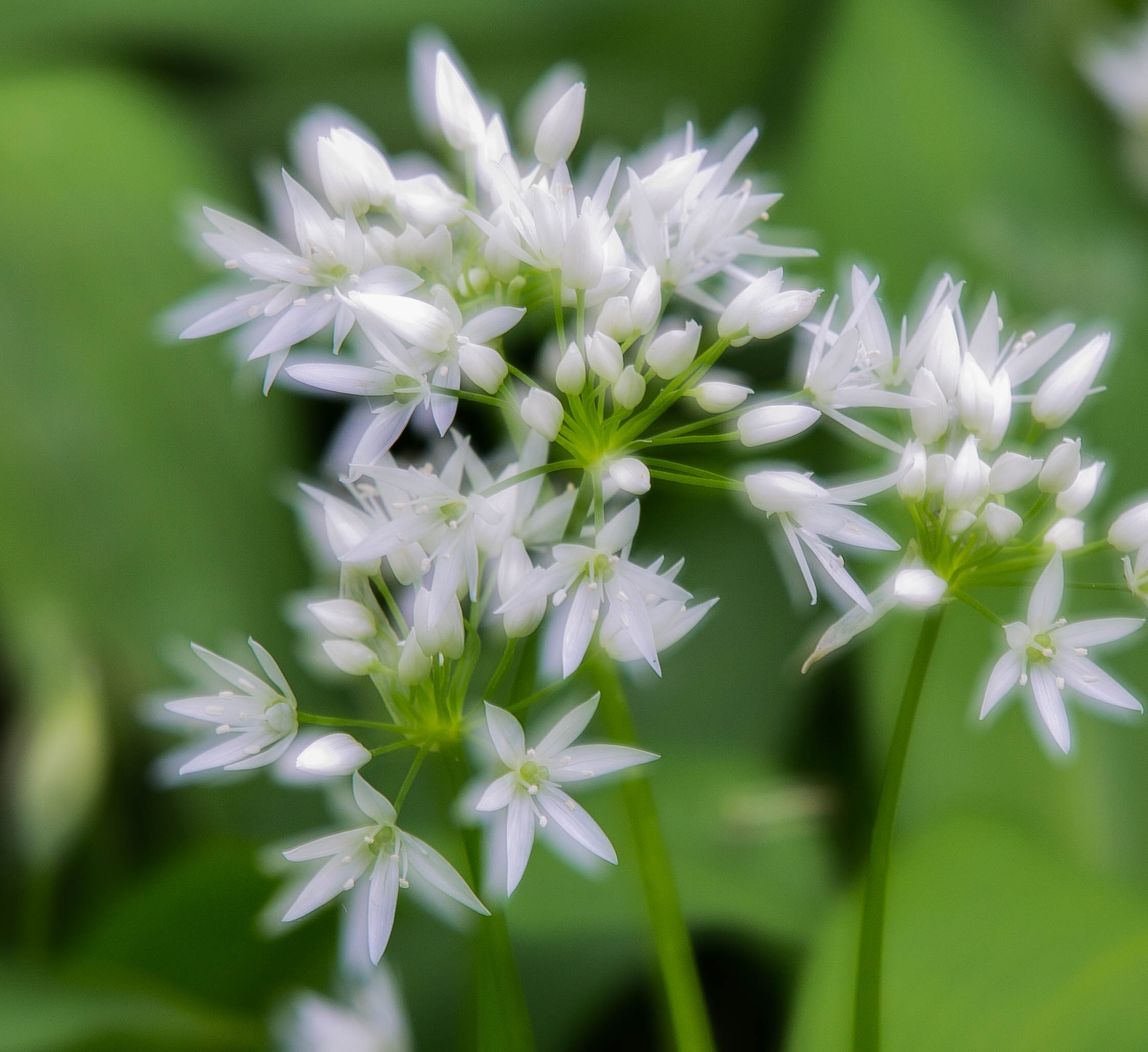 wild garlic