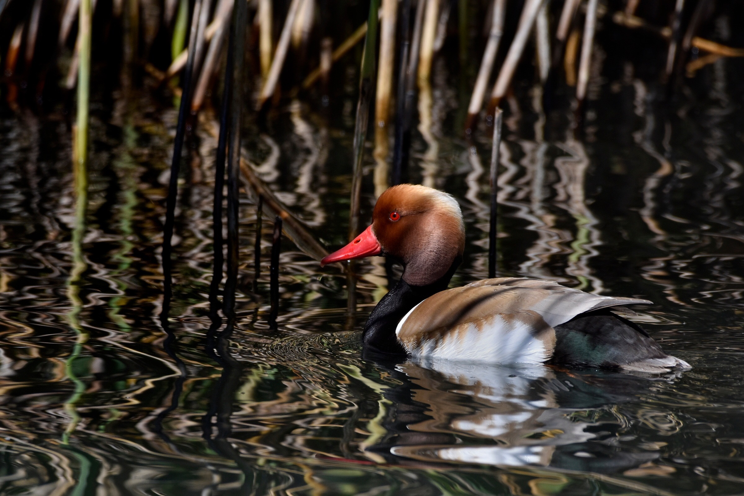Fistione turco maschio