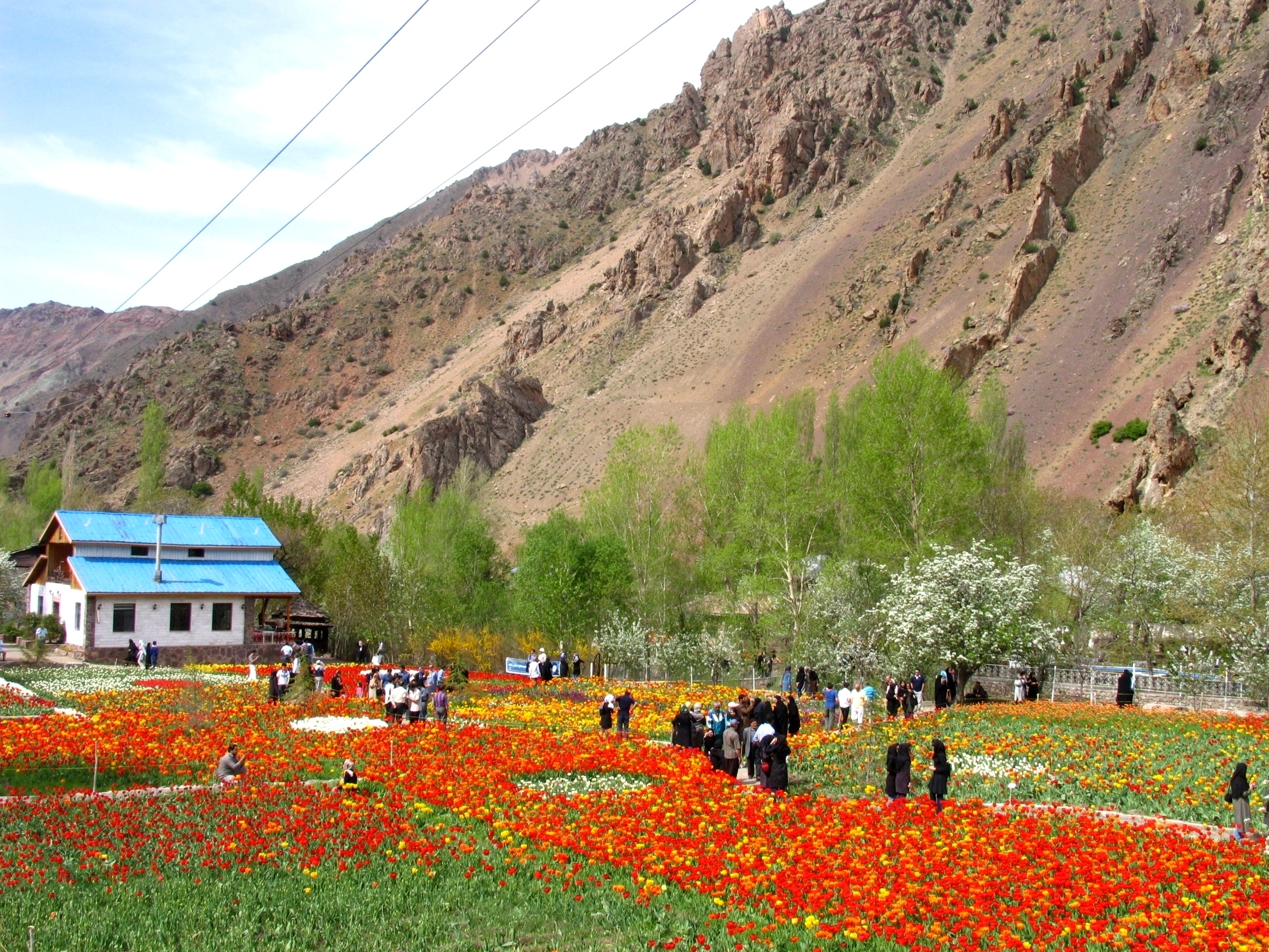 Tulip Garden