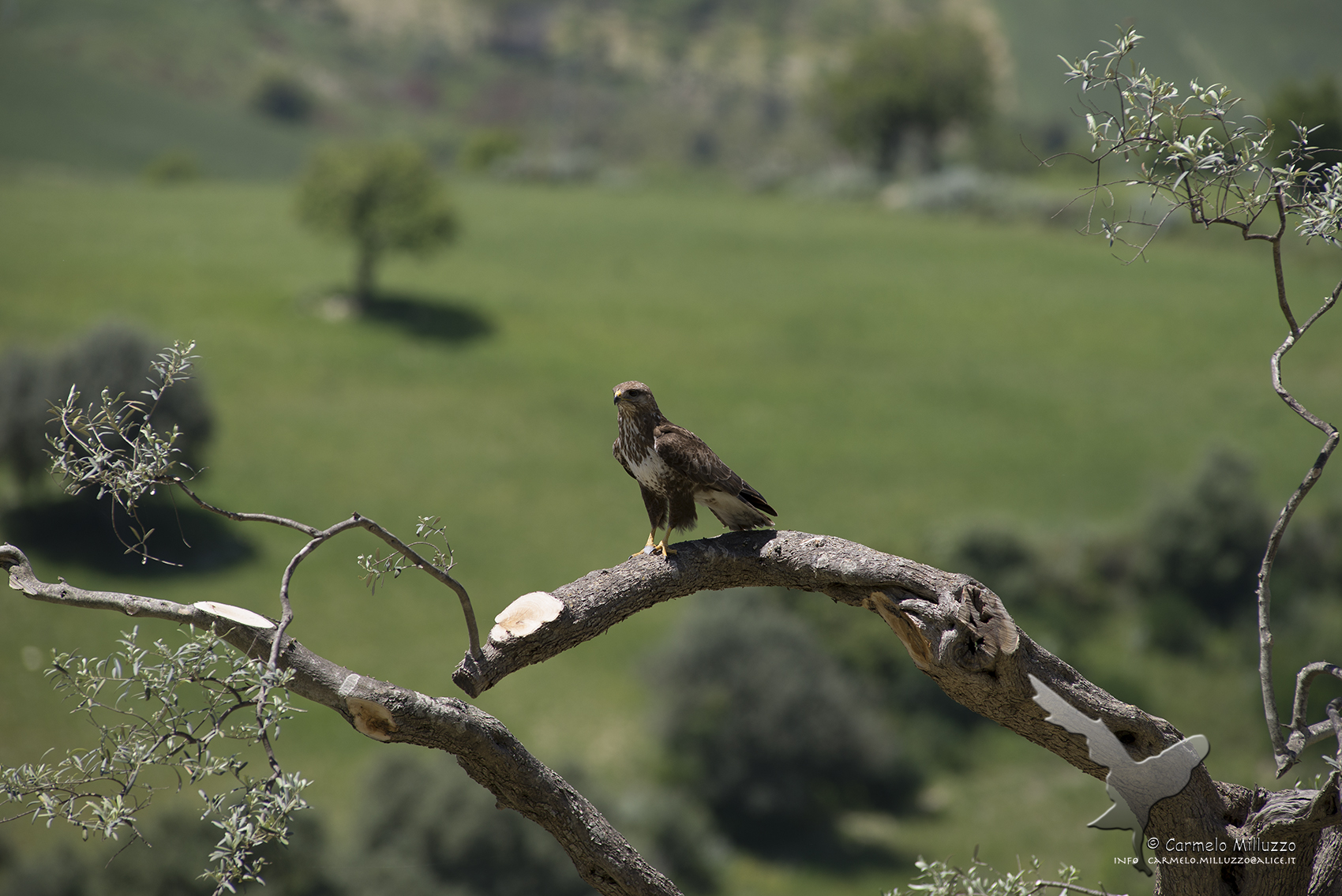 Poiana a caccia di Occhioni