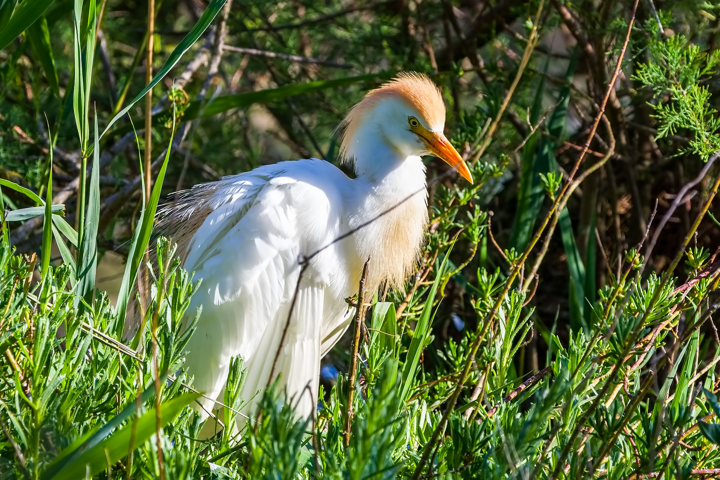 Heron Egrets
