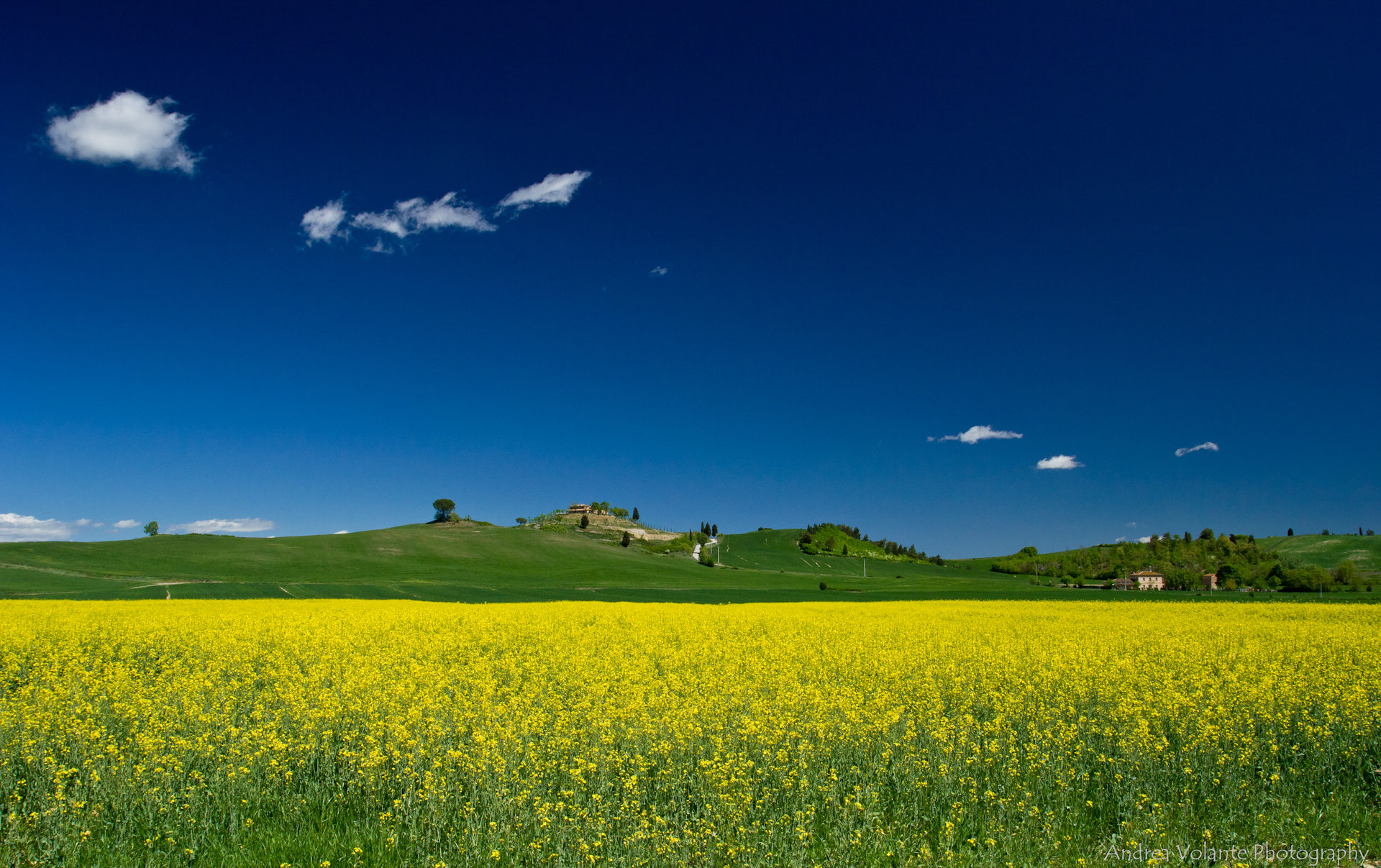 Nubi al passeggio ..su campo di fiori gialli.